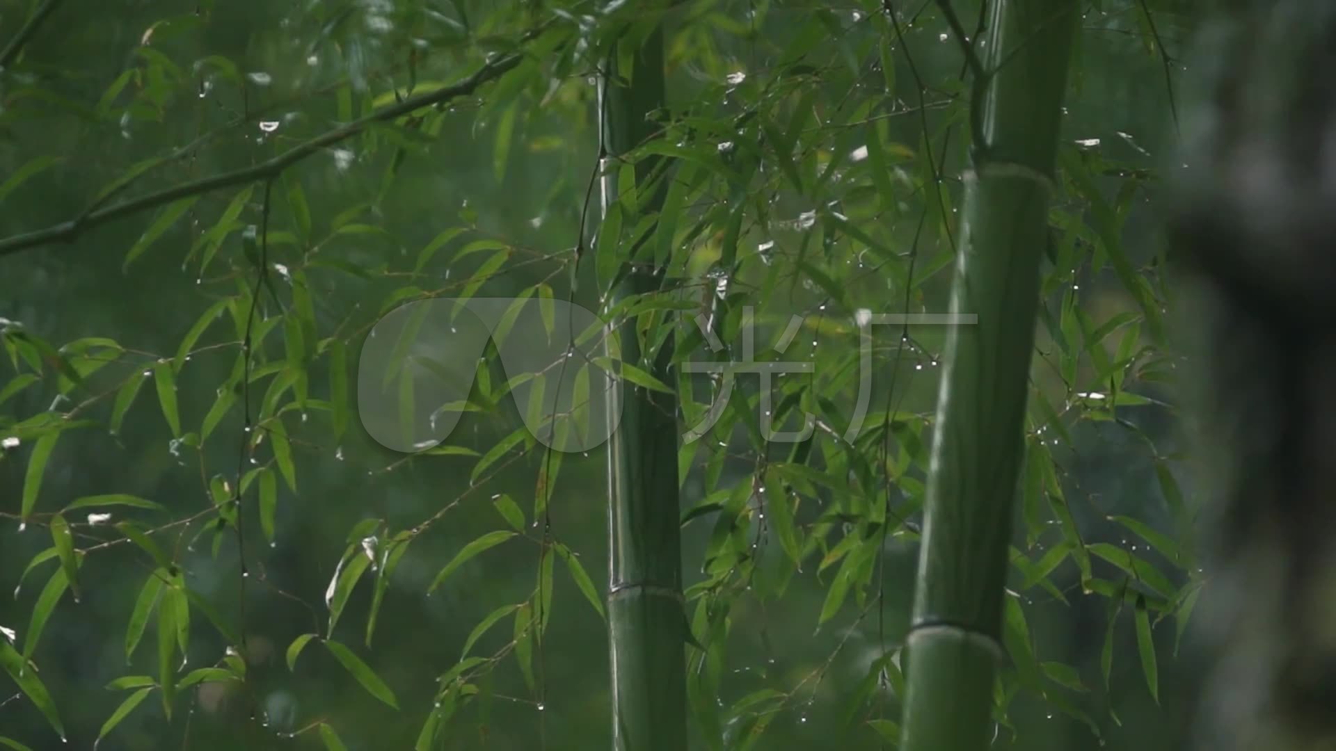 竹笋竹子雨滴雨水夏天