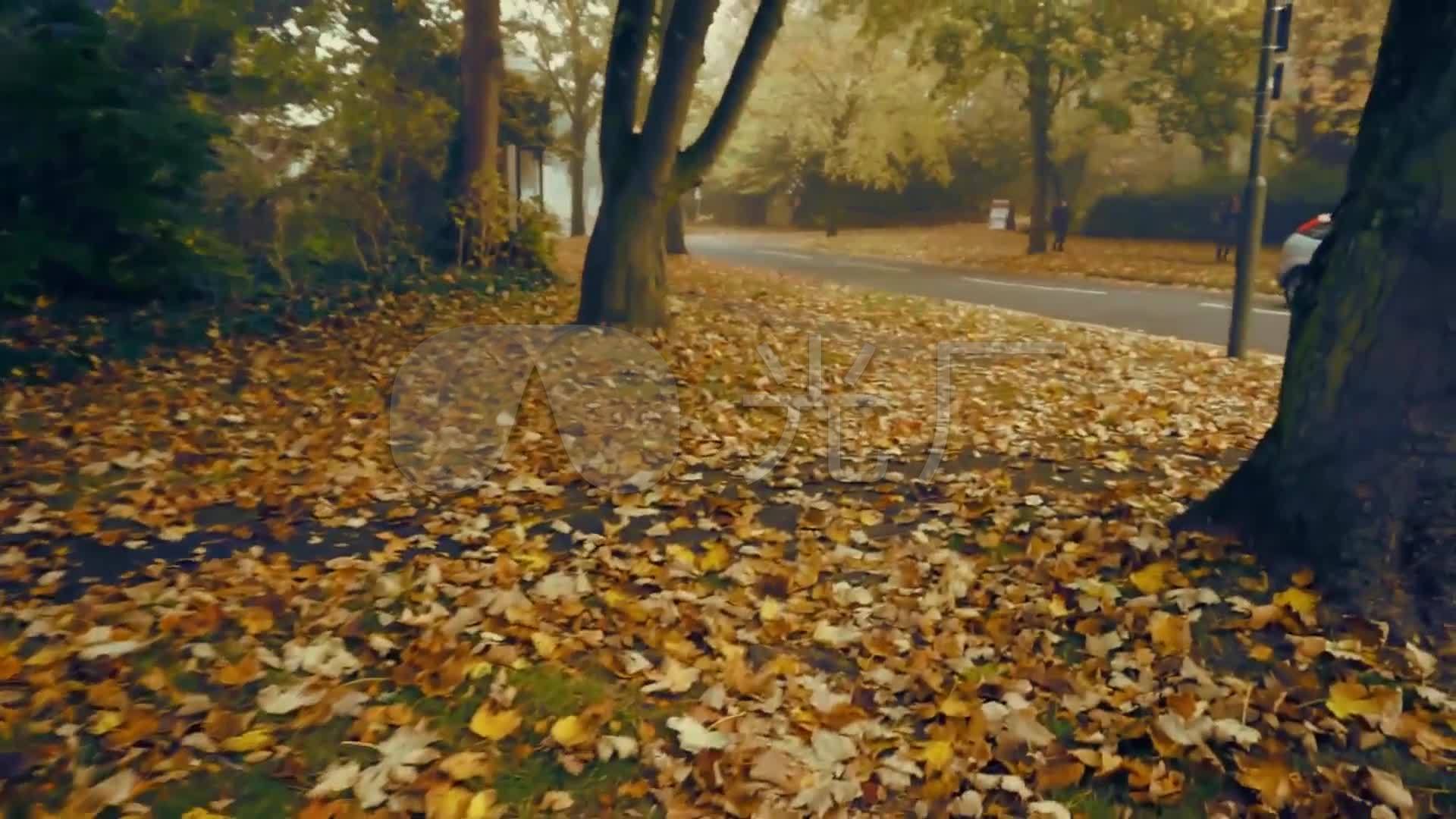 黄昏白雾落叶秋天风景_1920x1080_高清视频素材下载