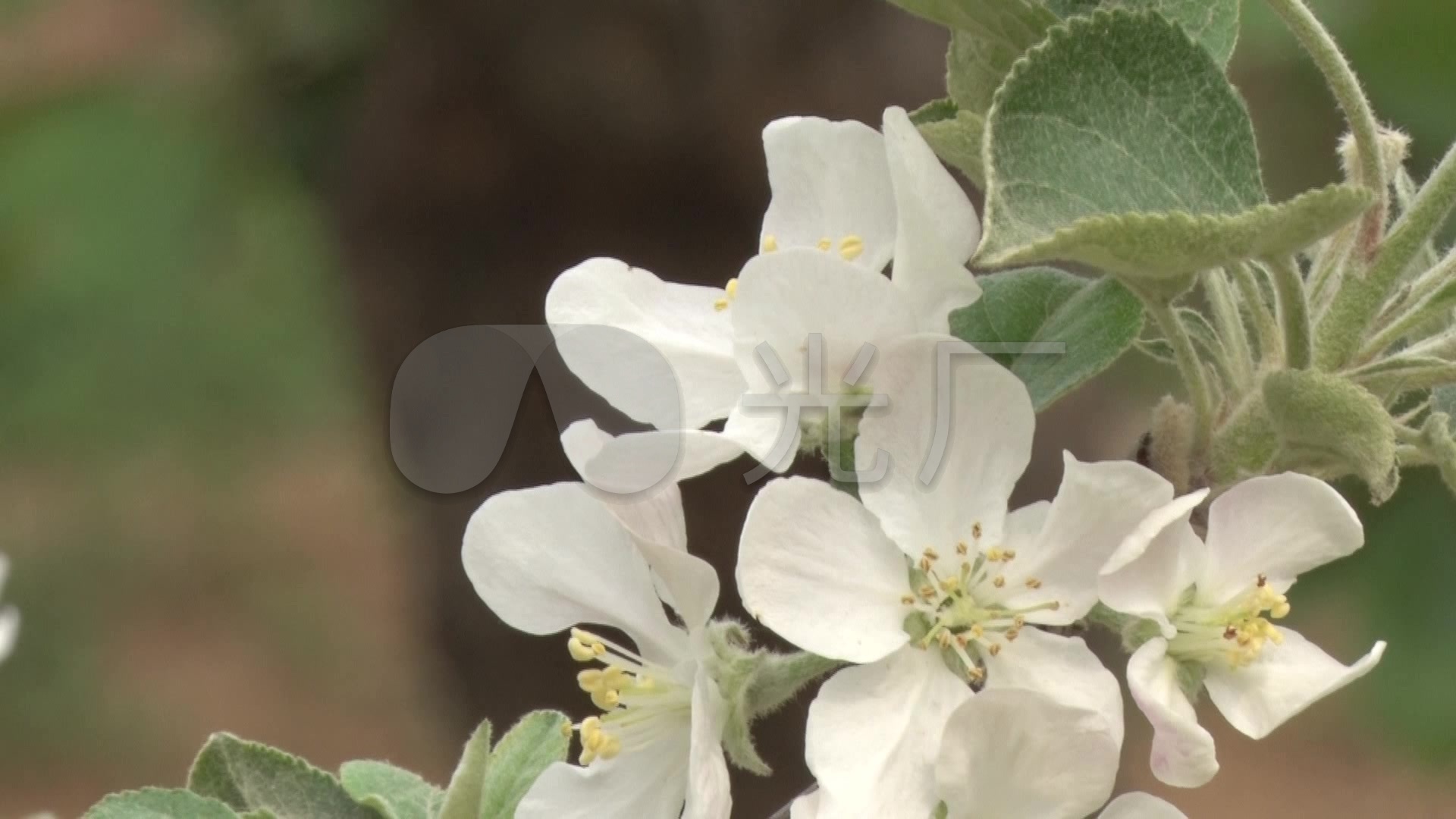 苹果树苹果花系列高清原始素材