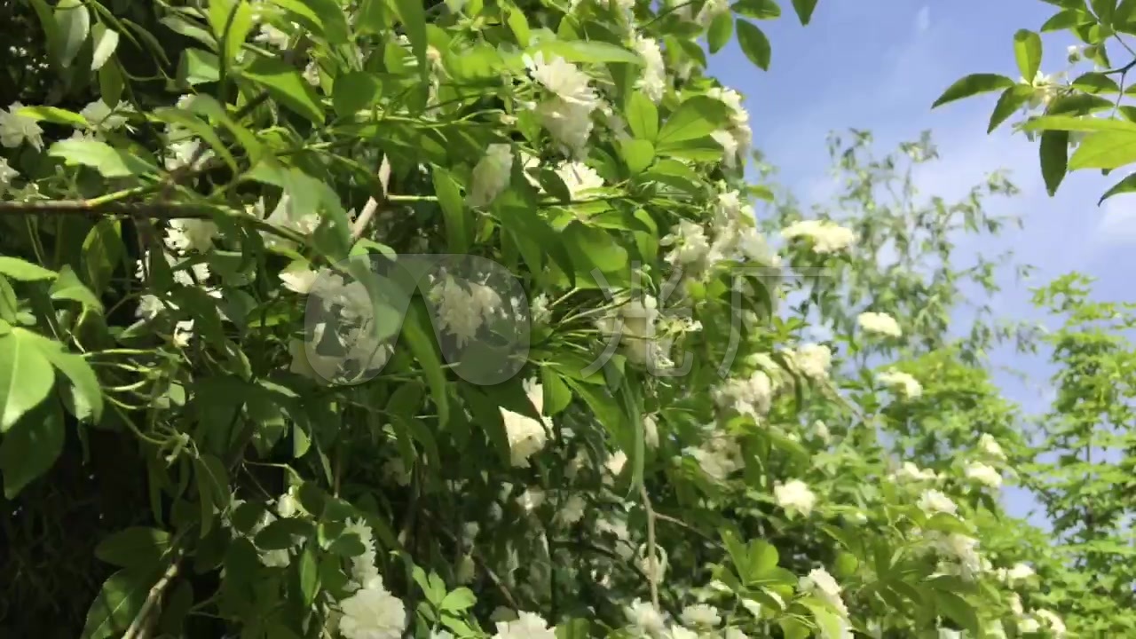 白色蔷薇花蔷薇蔷薇花花白花