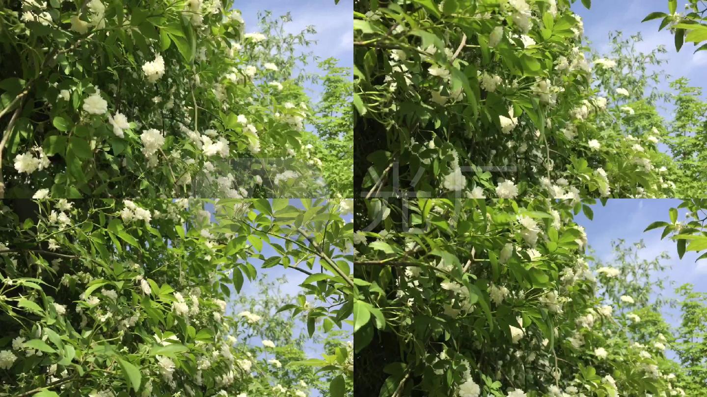 白色蔷薇花蔷薇蔷薇花花白花