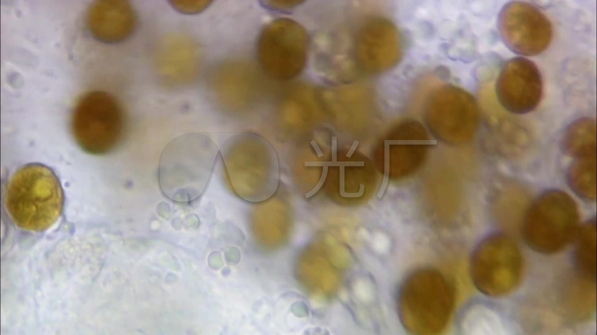 显微镜下的微生物细菌_藻类细胞生物世界_1920x1080
