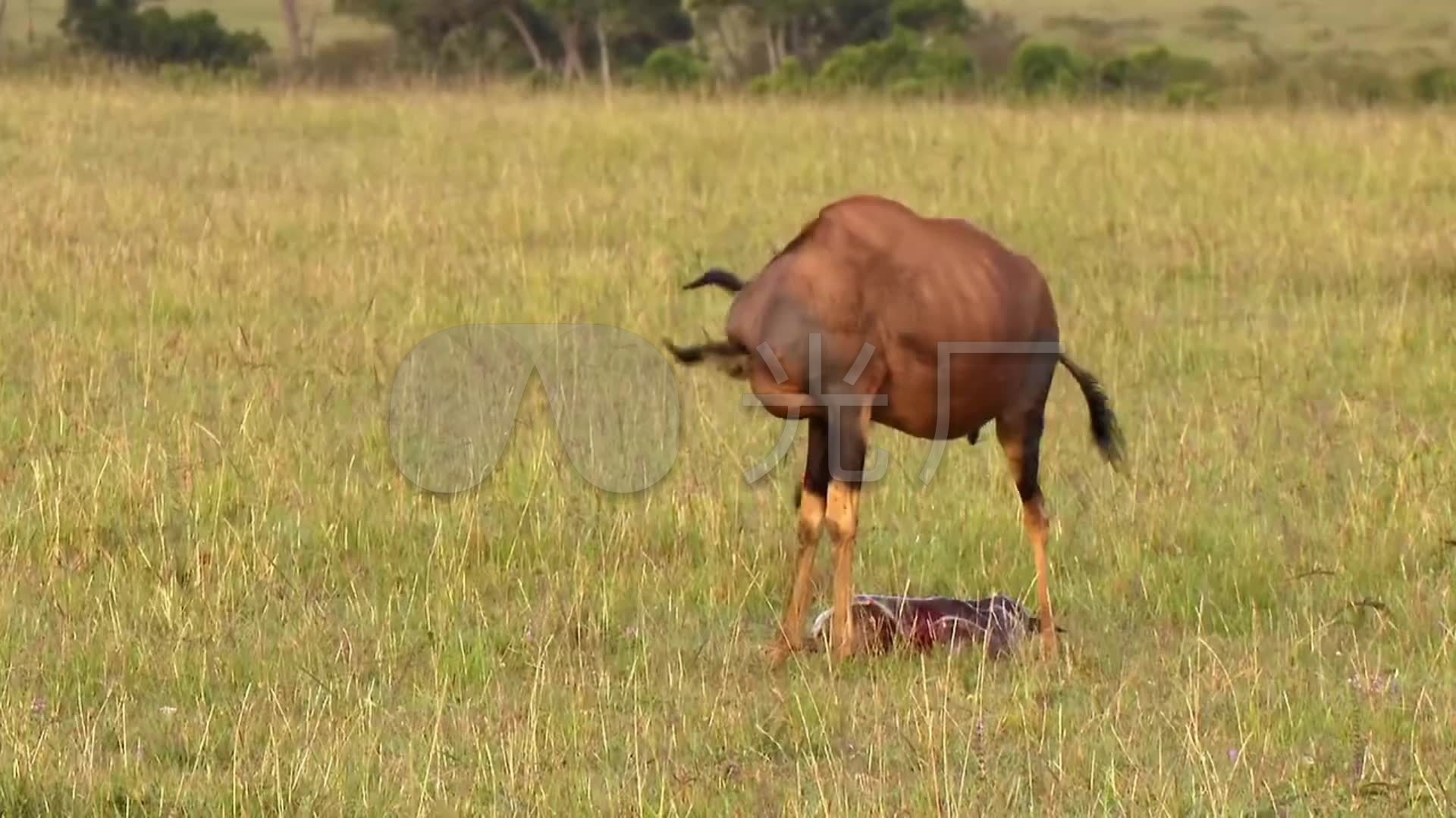 动物世界:非洲转角牛羚分娩过程视频实拍_192