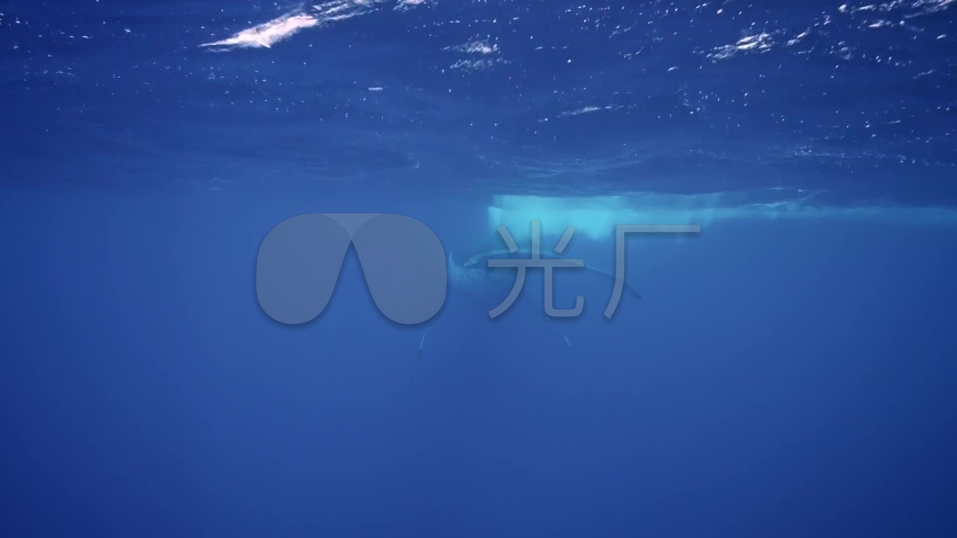 鲸鱼跳跃出水视频素材_蓝鲸海洋生物世界_1920x1080_高清视频素材下载