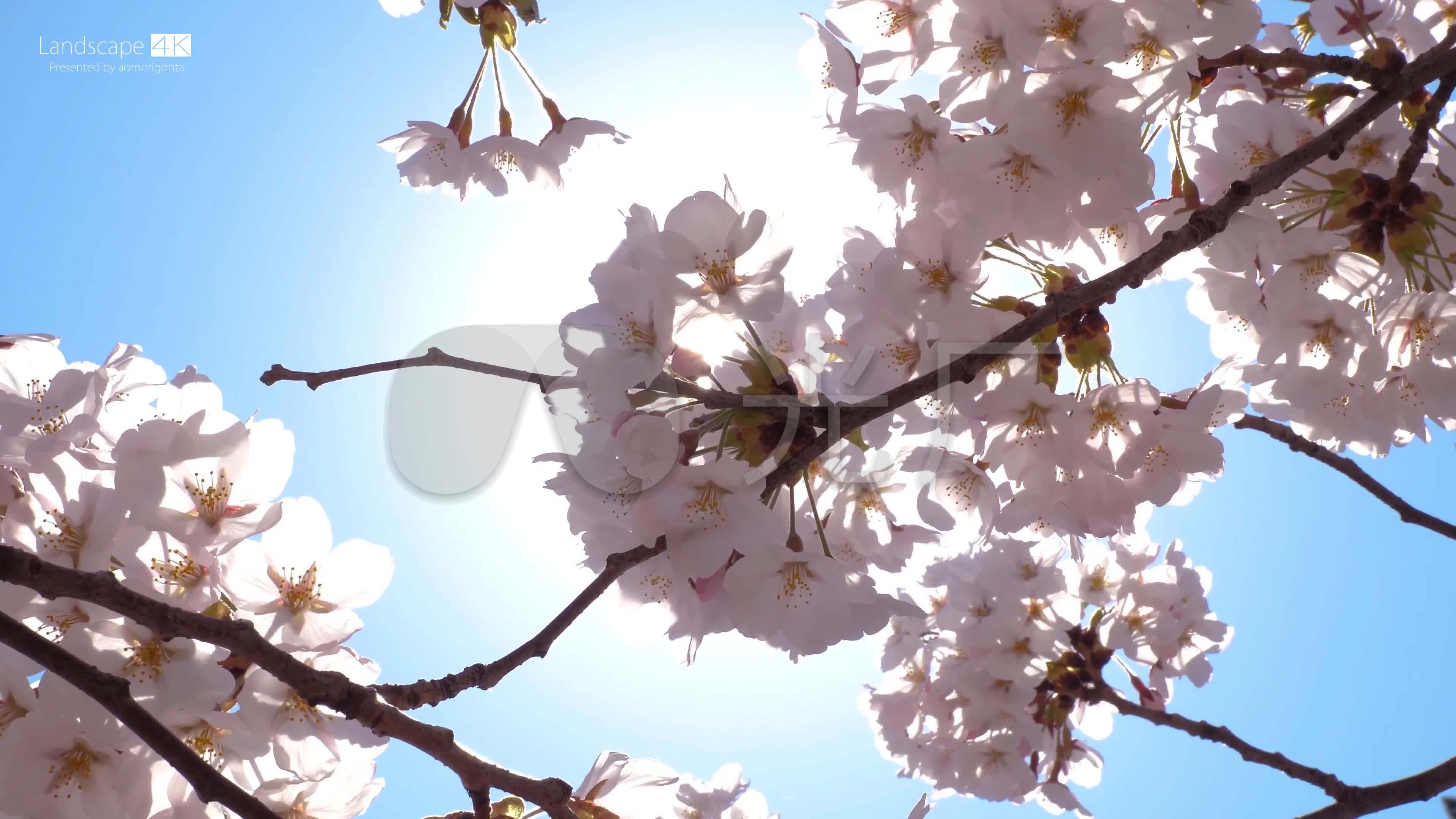 4k唯美浪漫日本樱花桃花美景_3840x2160_高清视频素材