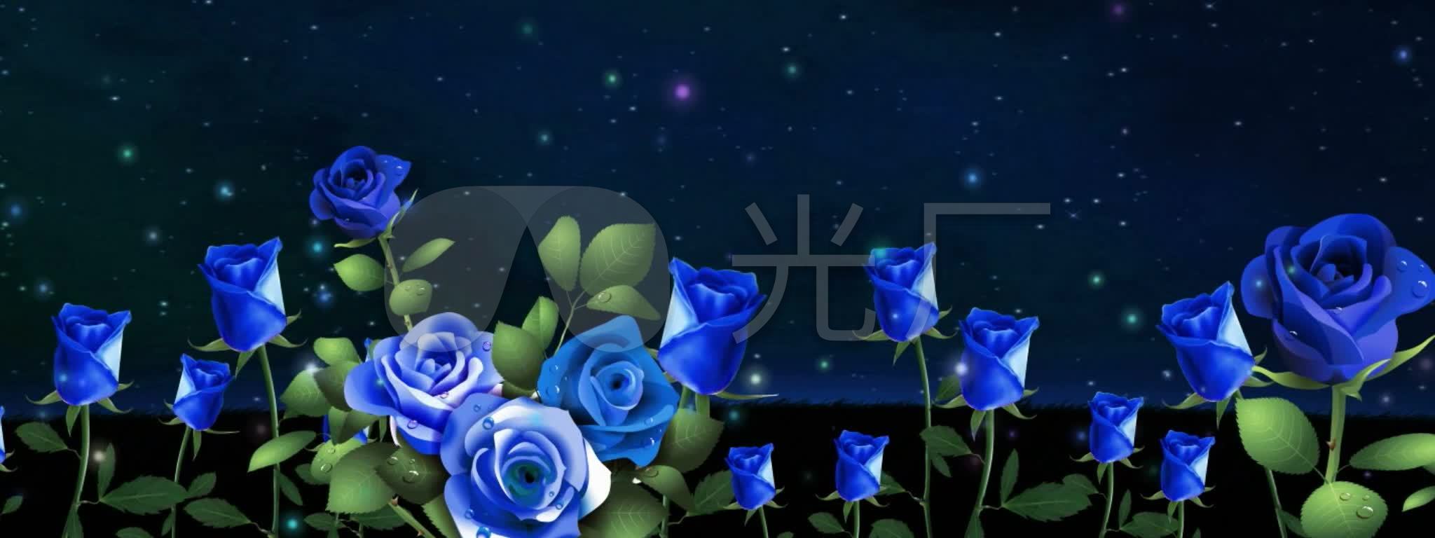 蓝玫瑰花海蓝色妖姬_2048x768_高清视频素材下载(编号