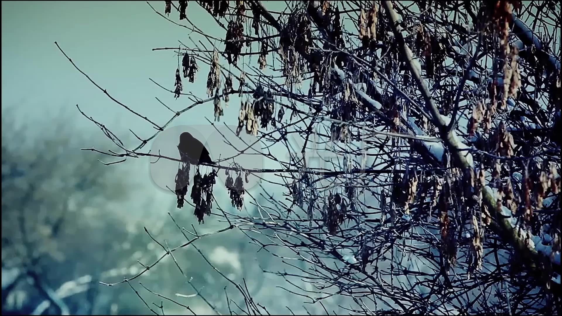枯木,落叶,光影,暮年_1920x1080_高清视频素材下载(:)
