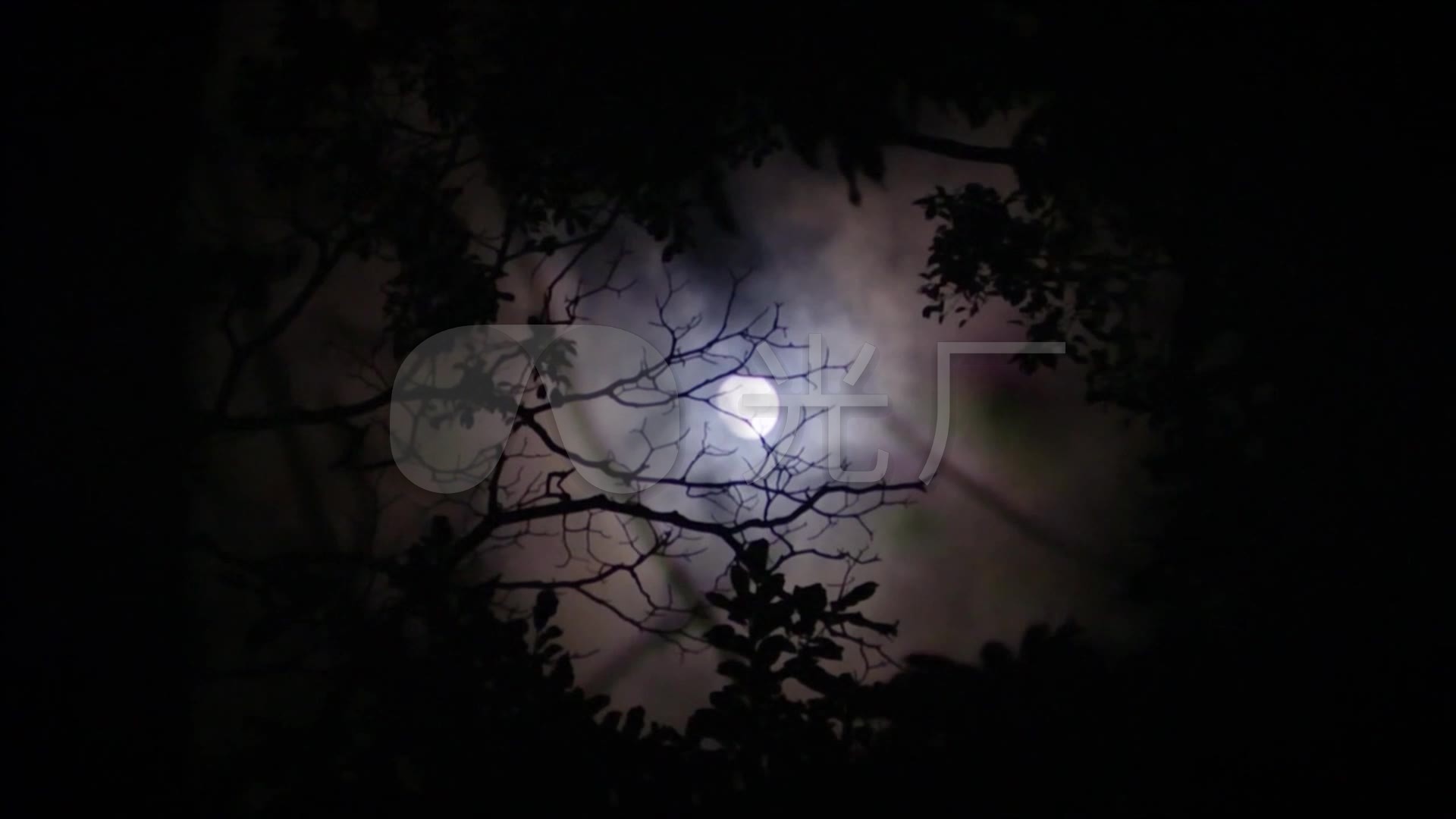 夜晚森林树林树叶_夜空月亮_夜色月色
