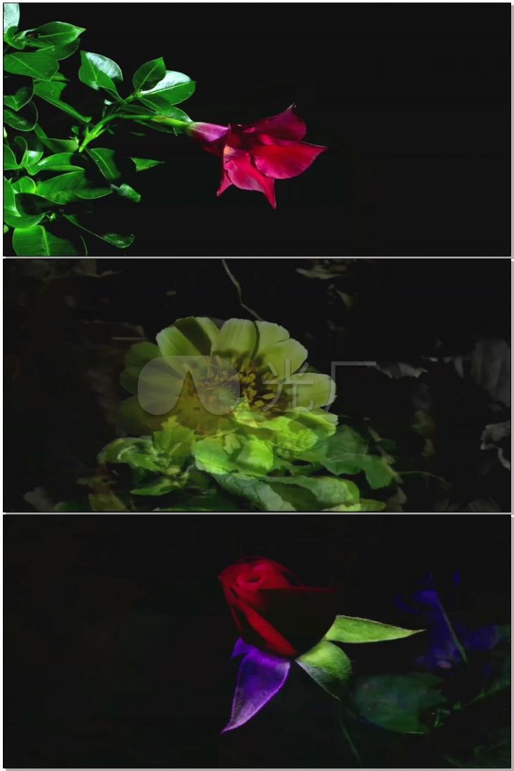 夜晚各种花卉盛开_3840x2160_高清视频素材下载(编号