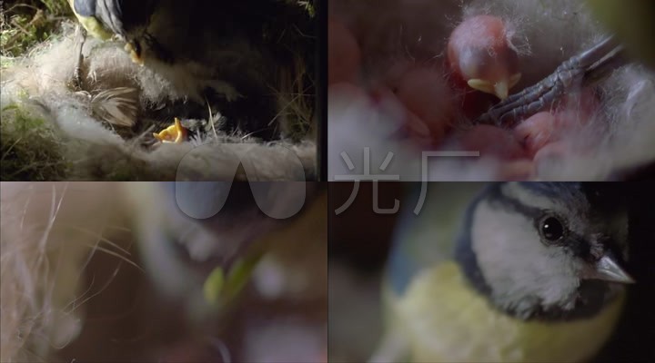 益鸟喂食_雏鸟图片消灭生态_害虫治理灰太狼红太狼山雀合照图片
