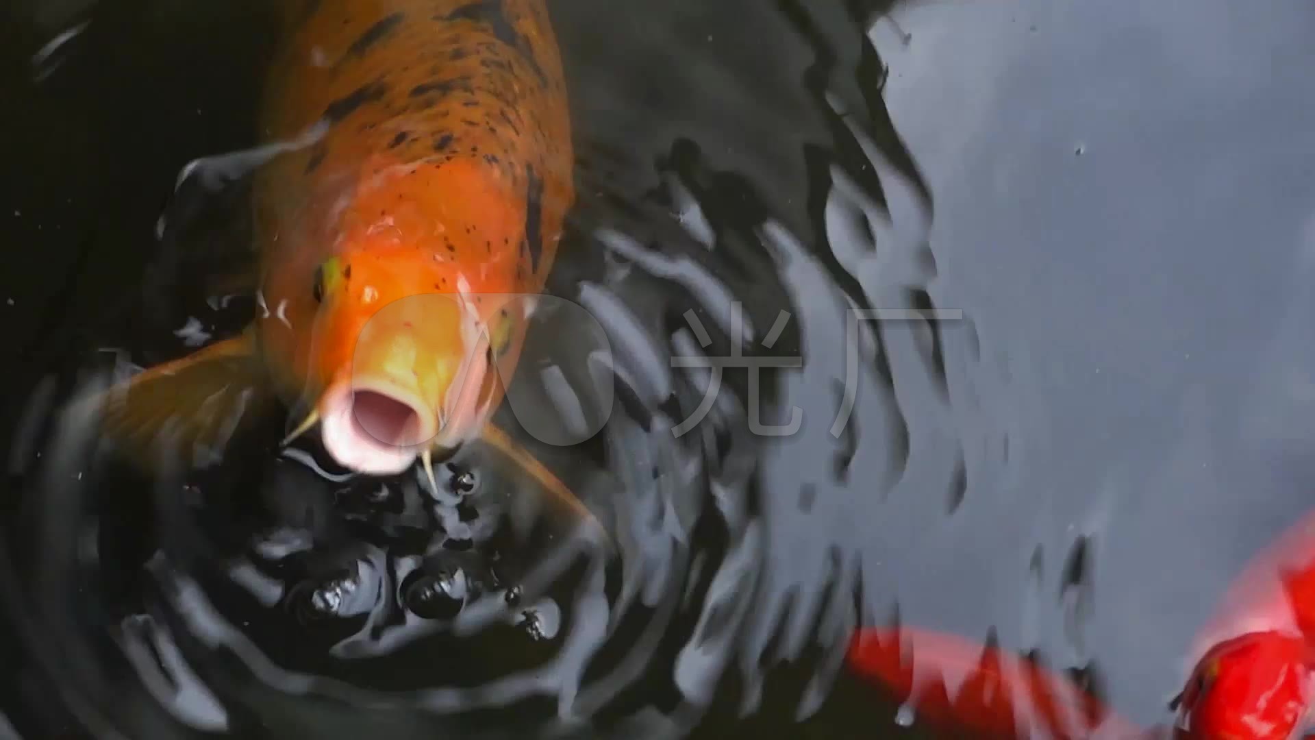 金鱼吃食呼吸视频素材