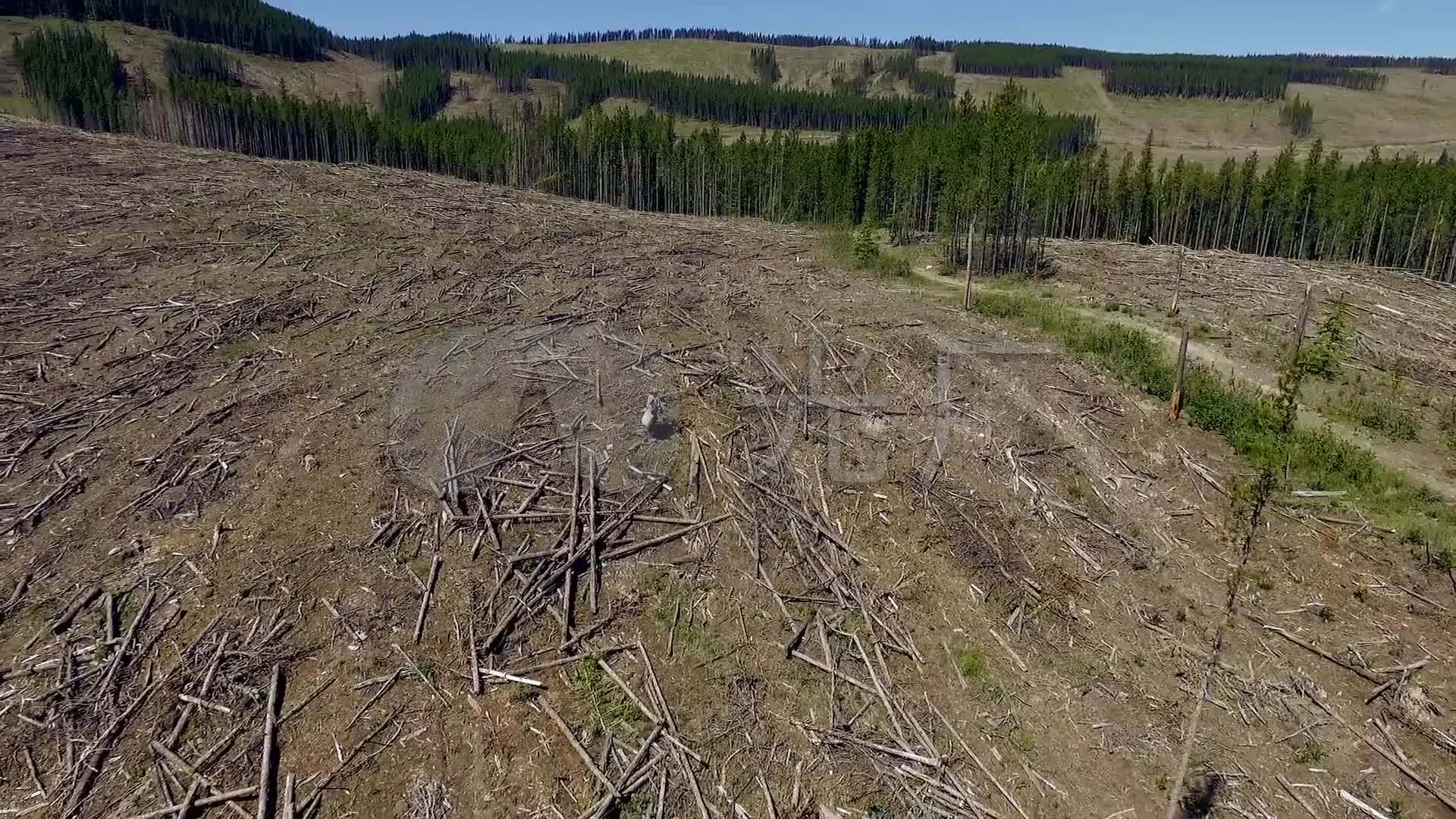 森林砍伐生态环境破坏木材水土流失
