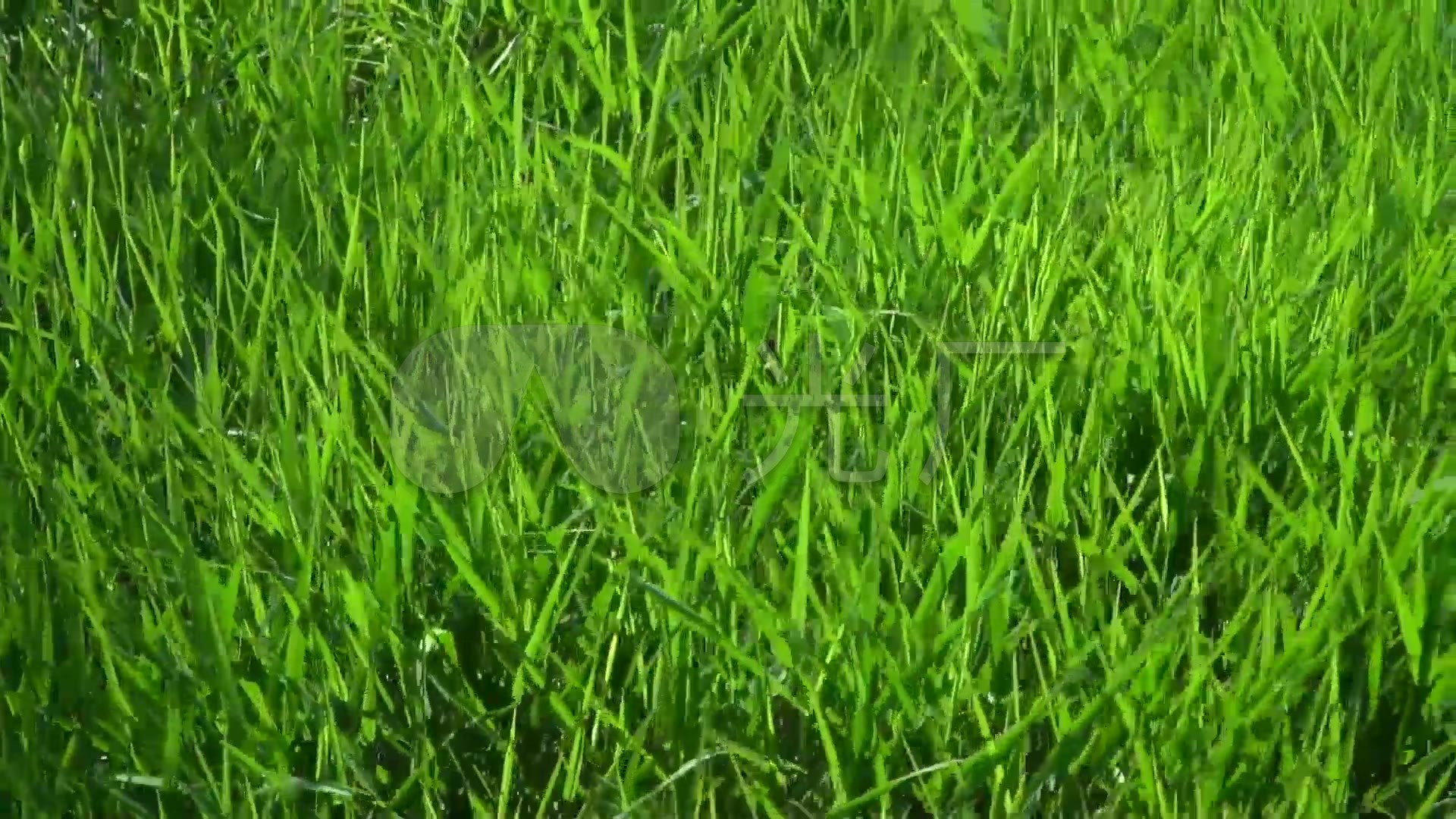 绿色草地风吹小草飘动视频素材_1920x1080_高清视频