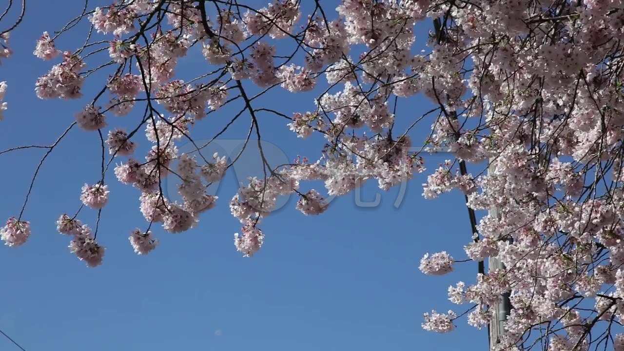 美美的樱花飘落实拍