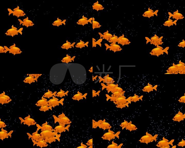 一群观赏鱼游动动画素材