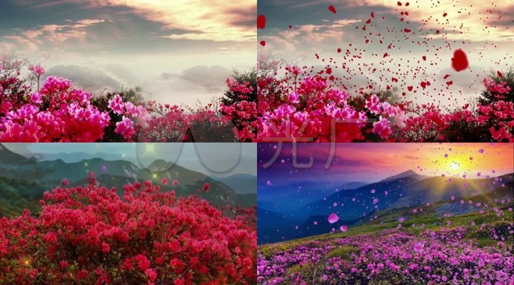 歌舞情景剧《映山红》背景视频
