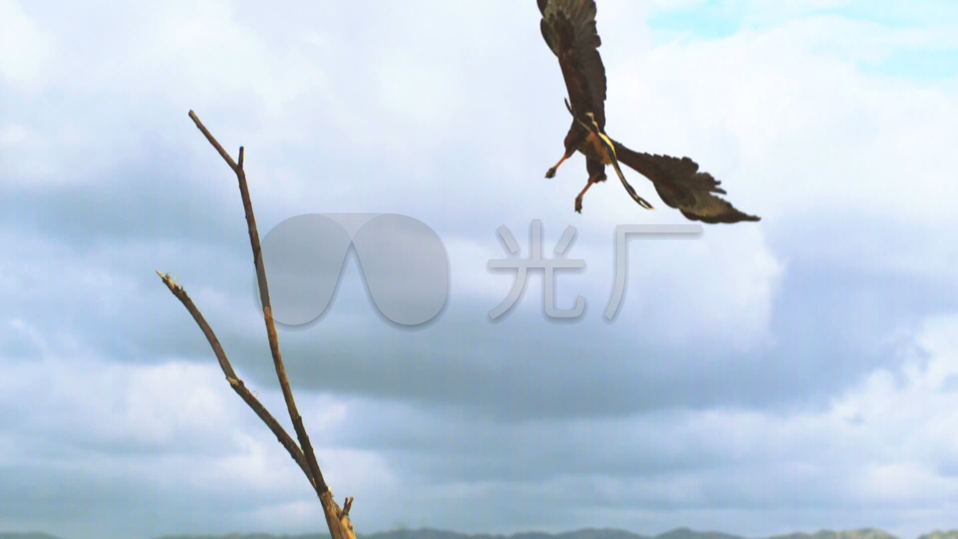 雄鹰展翅飞翔