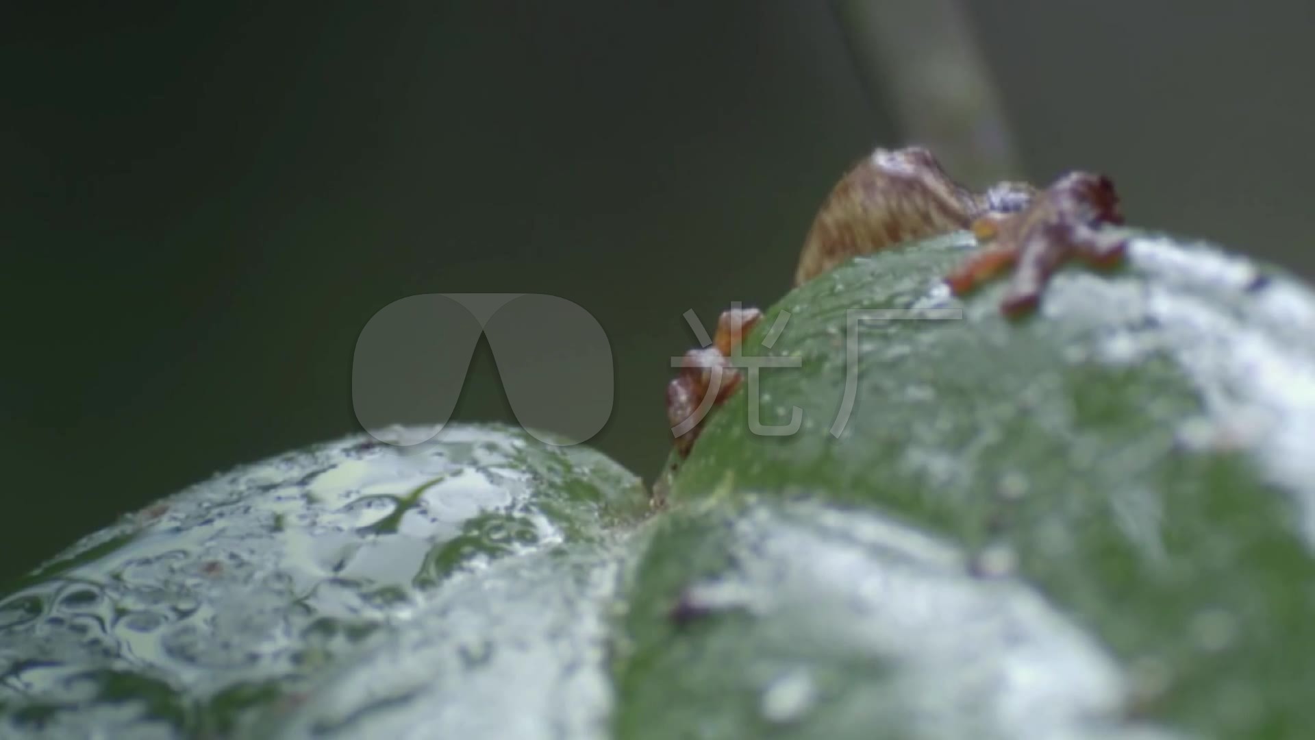 树蛙青蛙捕食_1920X1080_高清视频素材下载视频下载很多图片