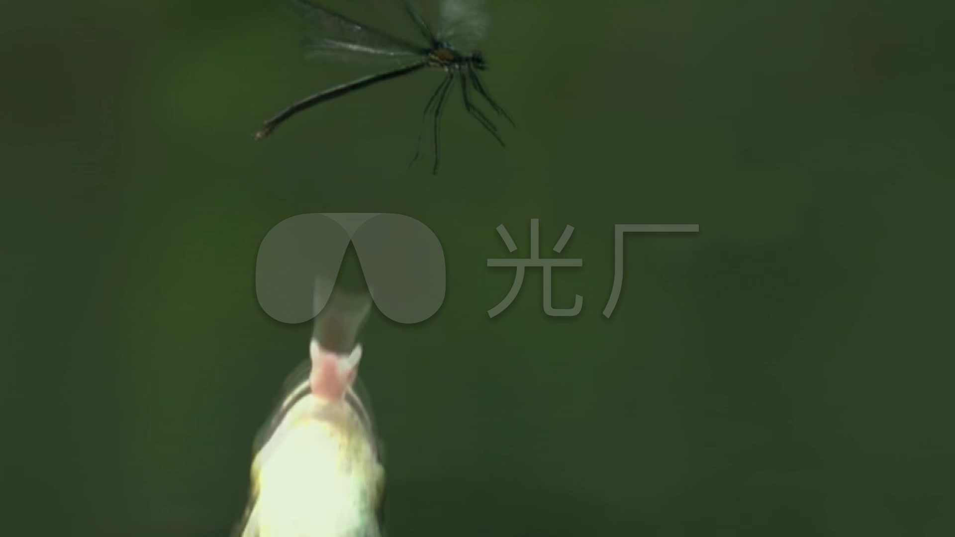 视频视频捕食_1920X1080_树蛙青蛙素材下载田智林高清图片