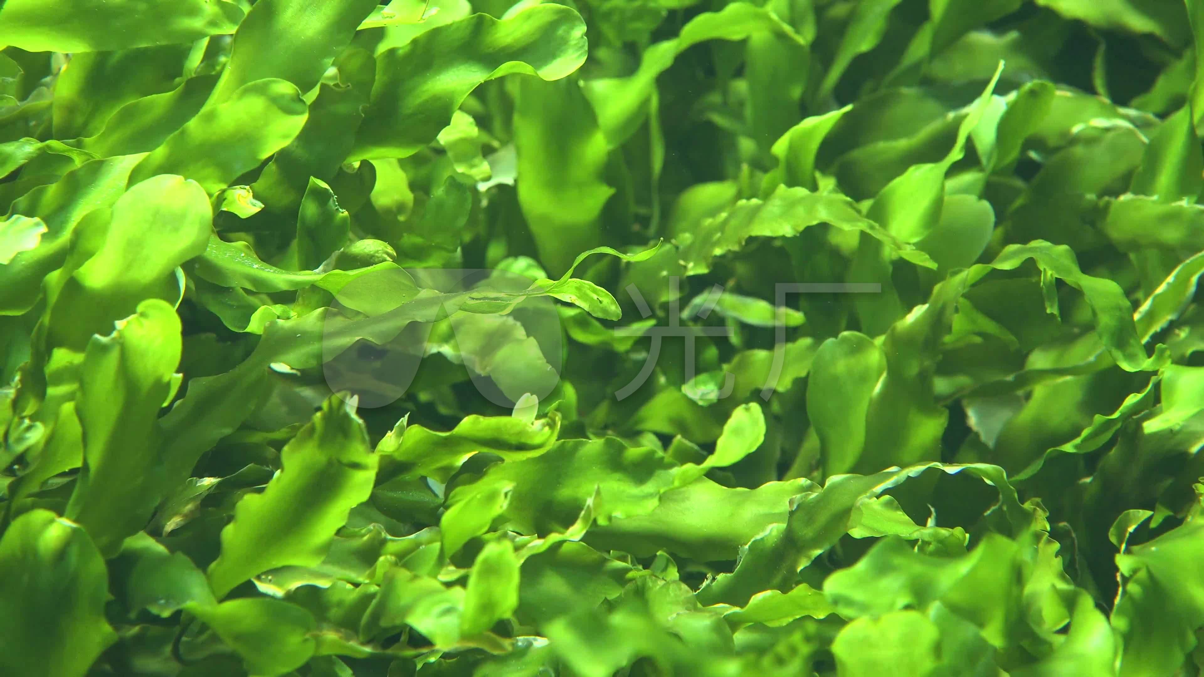 海洋植物海底世界海藻4k