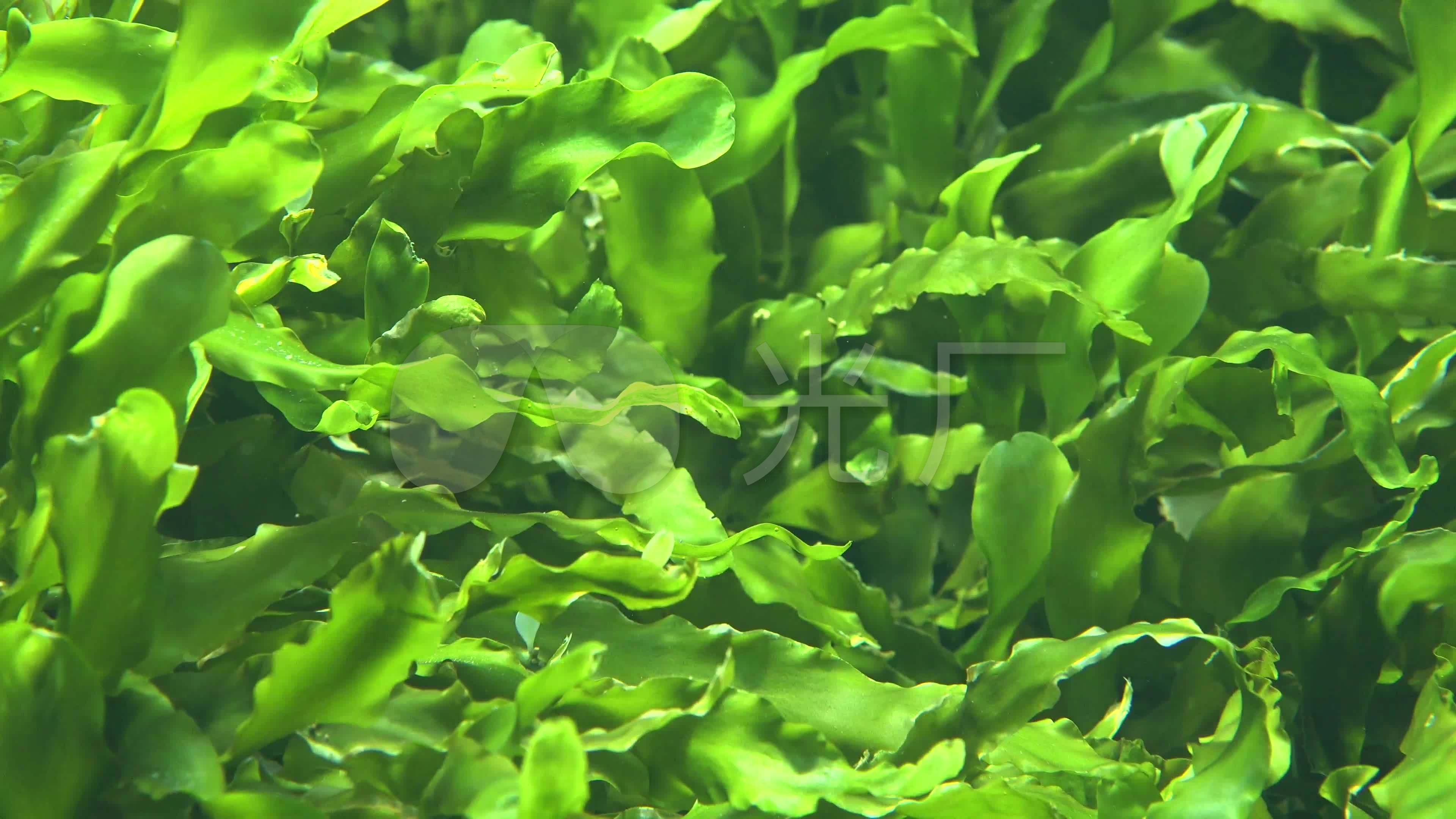 植物海藻图片大全-植物海藻高清图片下载-觅知网