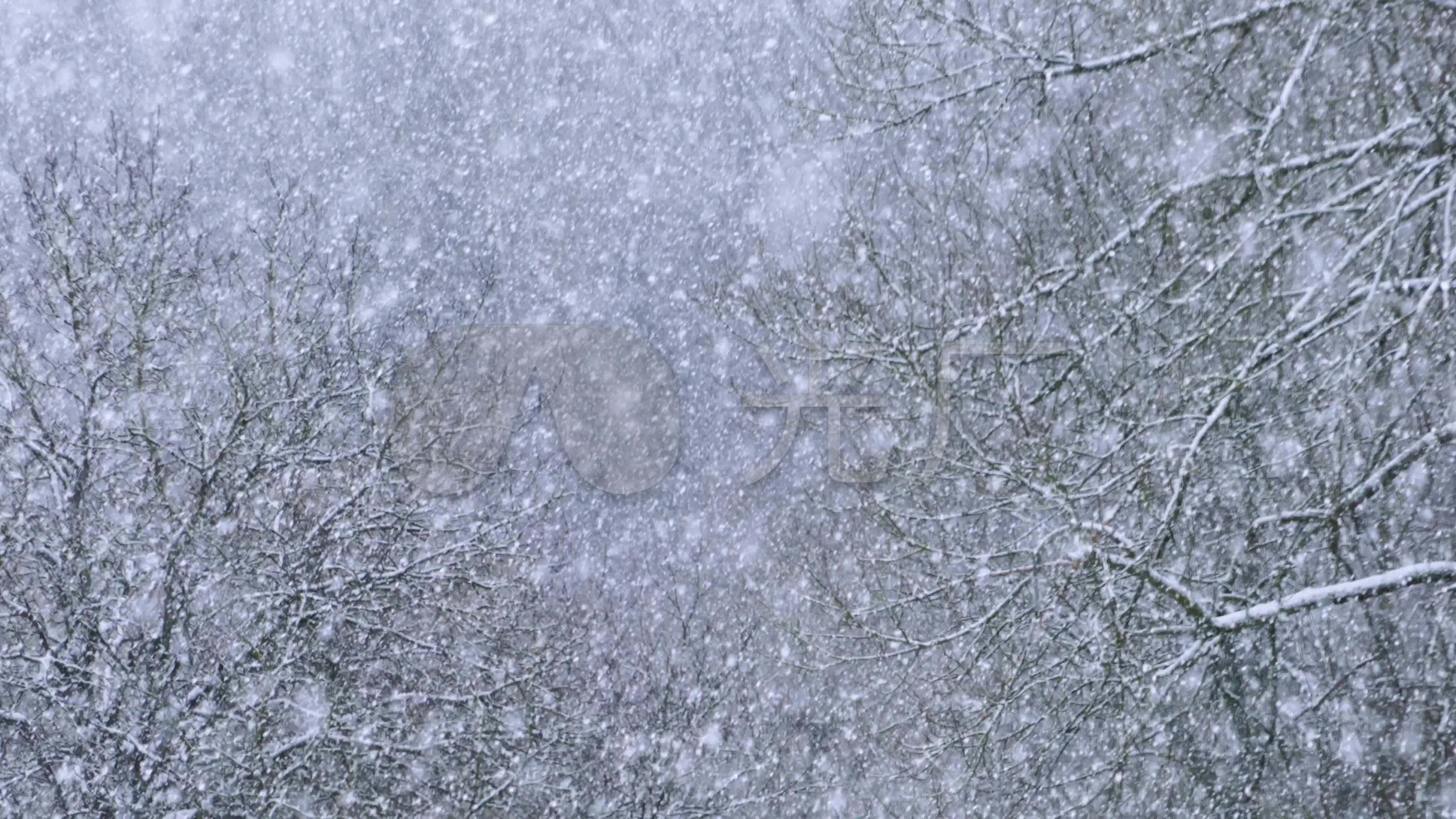 鹅毛大雪的树林-02