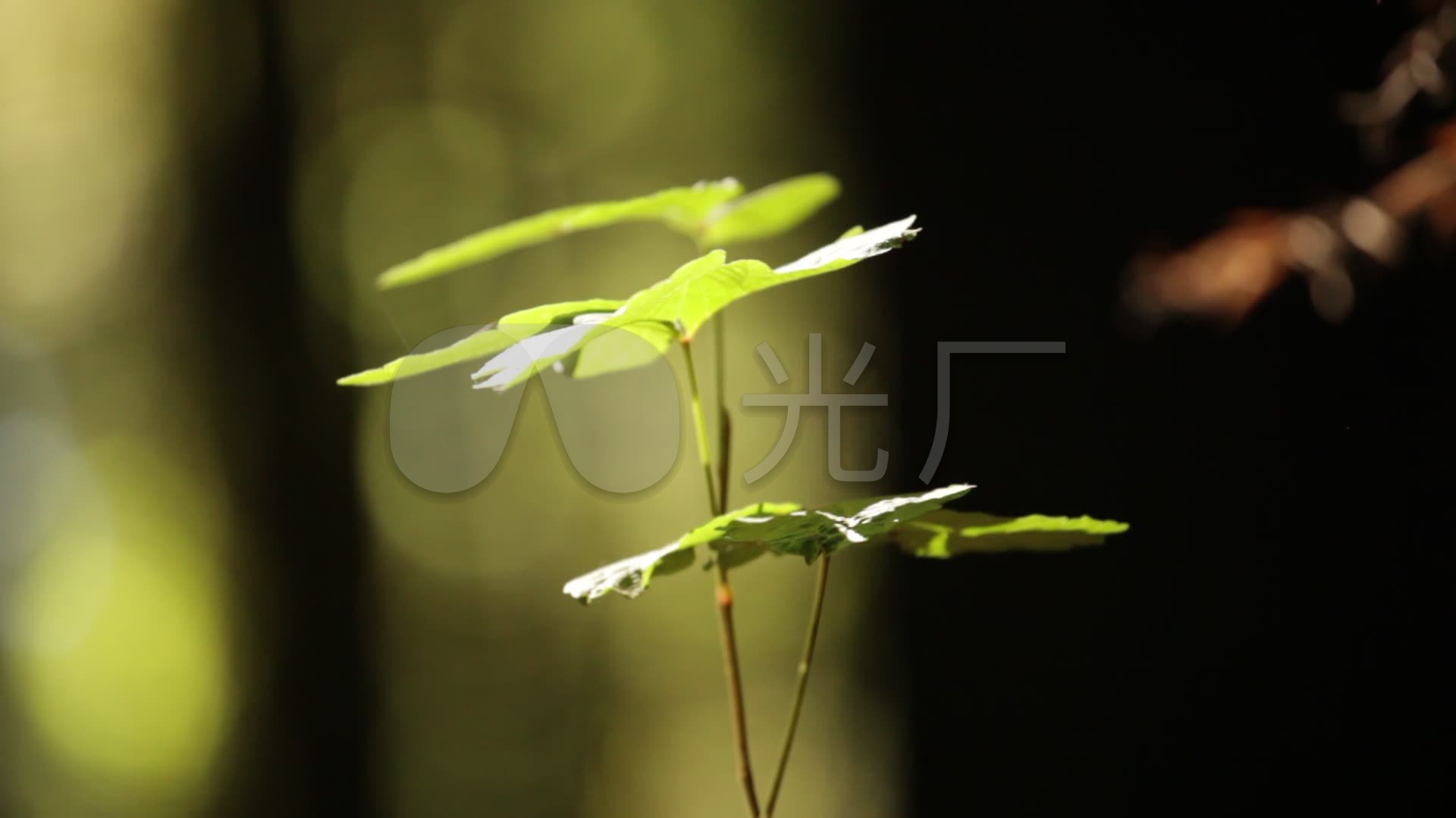 微风中的绿色小树叶_1920x1080_高清视频素材下载(编号:1208100)_实拍