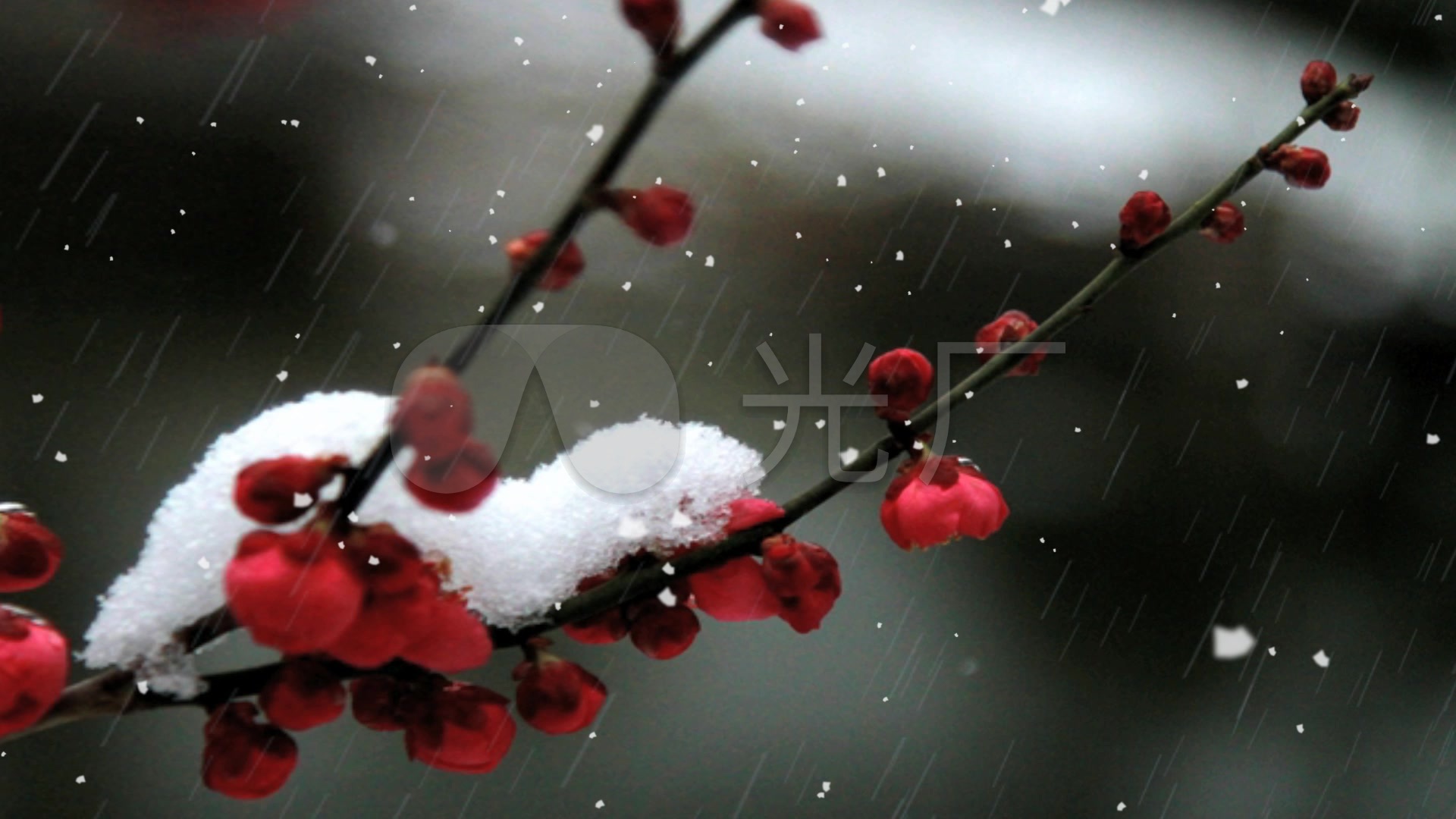 唯美浪漫梅花雪景视频素材_1920x1080_高清视频素材