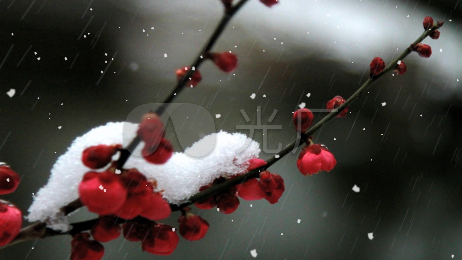 唯美浪漫梅花雪景视频素材_1920x1080_高清视频素材