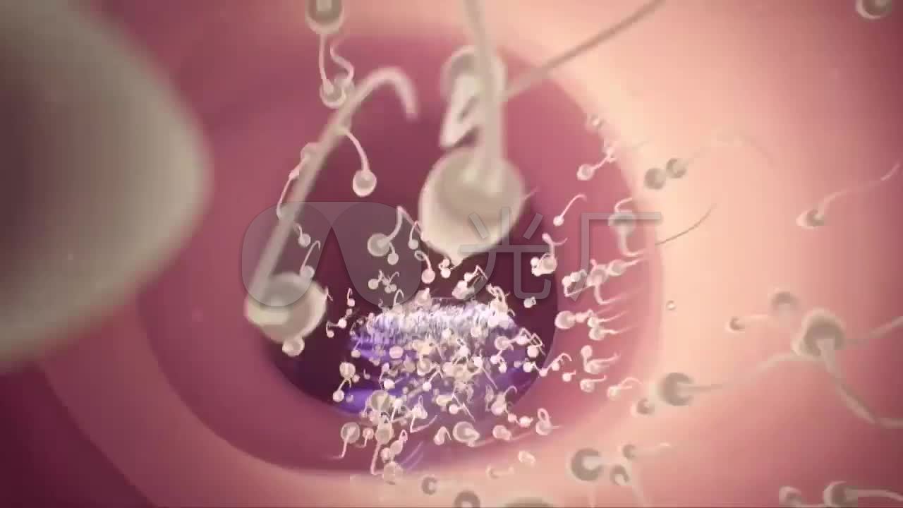 受精怀孕胎儿发育医疗三维机理动画_1280X7
