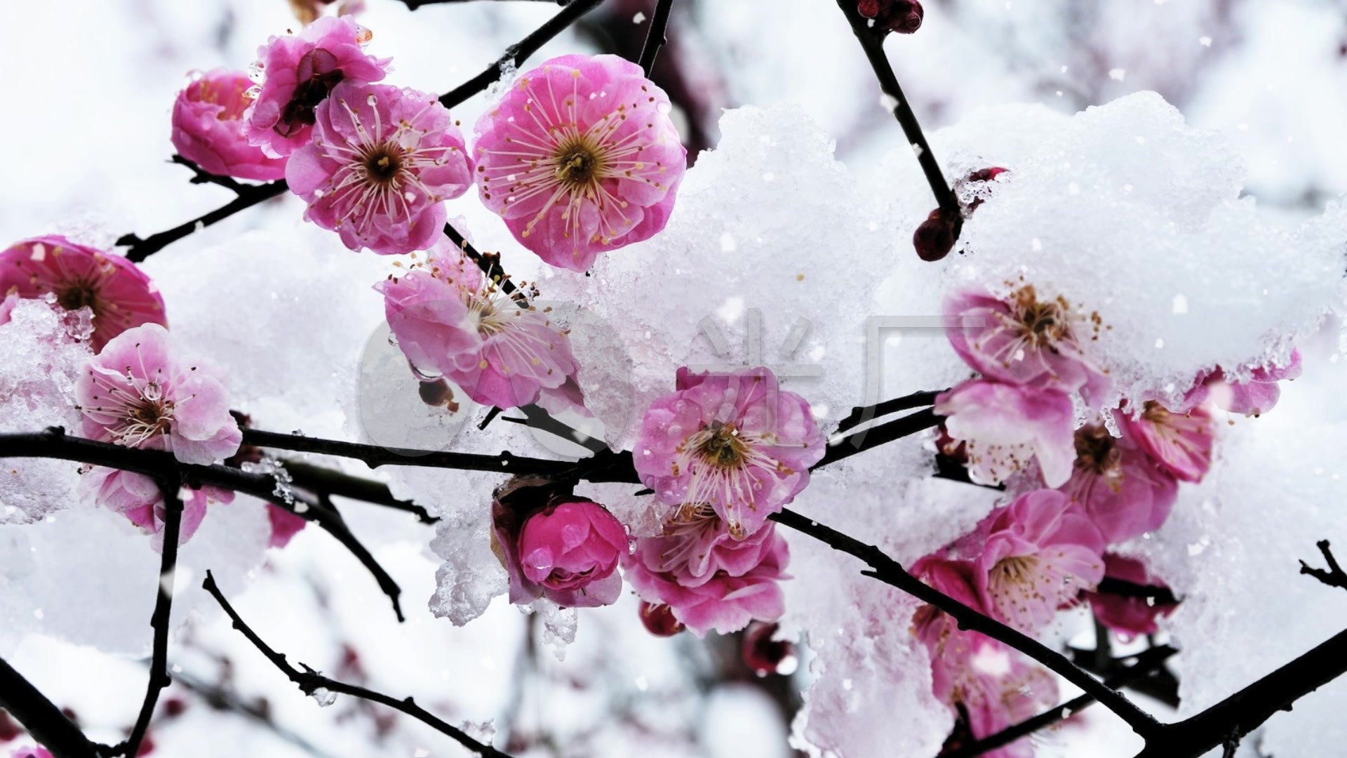 唯美浪漫梅花雪景视频素材_1920x1080_高清视频素材下载(编号:1211739