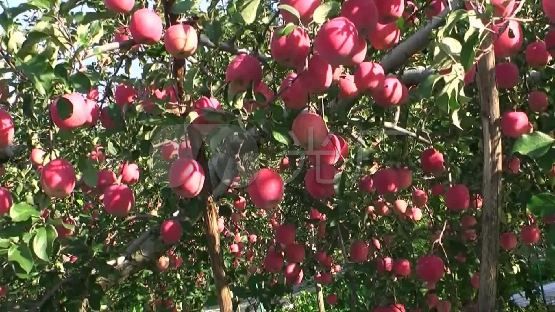 苹果园 