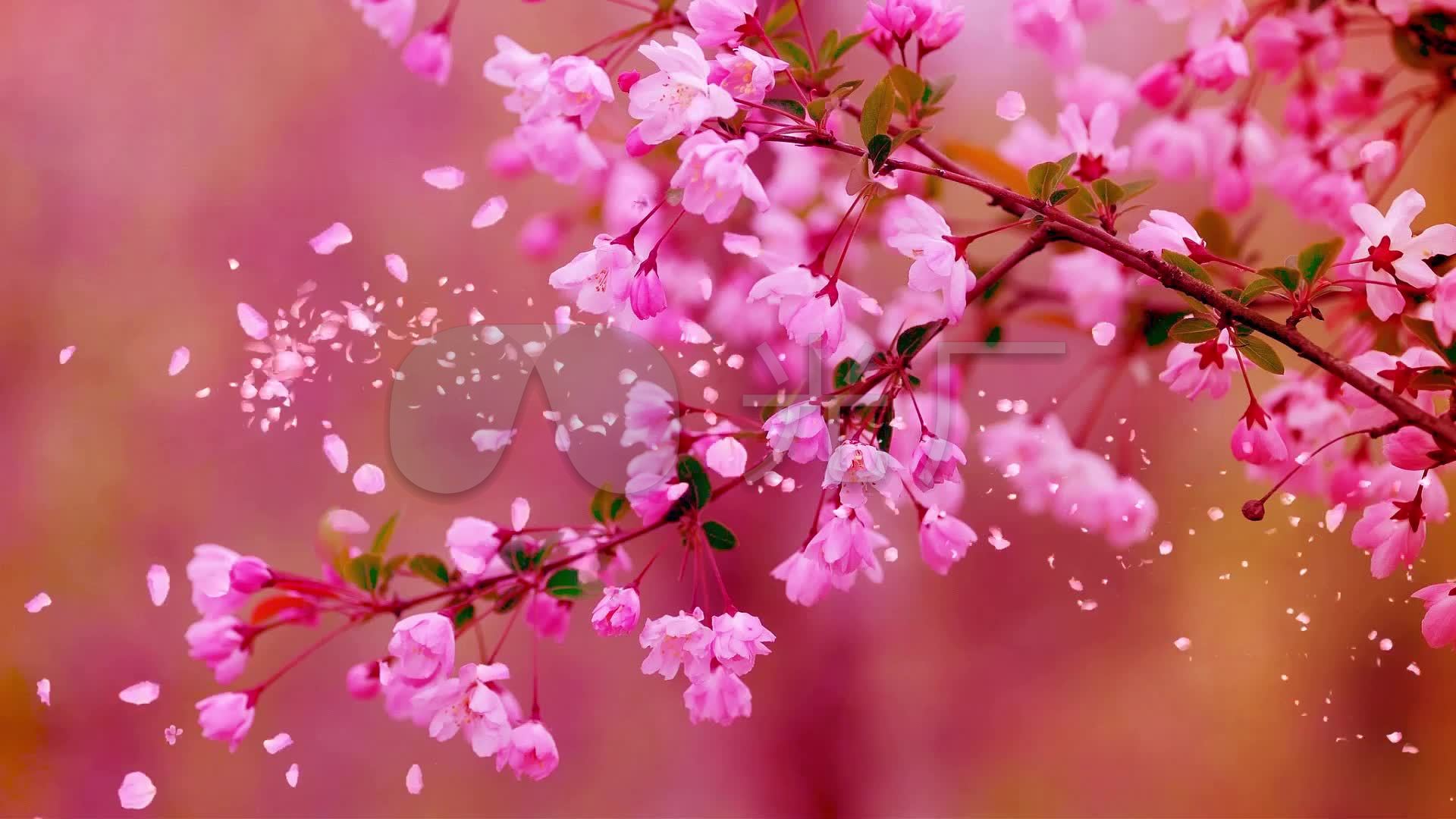 三月桃花雨-配乐成品舞台背景_1920x1080_高清视频(:)