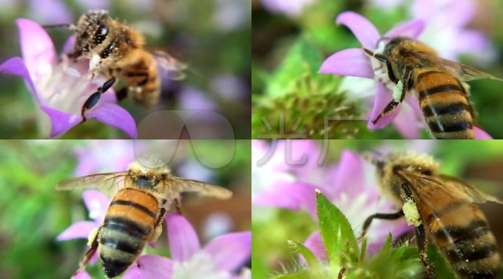 蜜蜂饮酒花蜜慢动作蜜蜂花朵春天勤劳采蜜高清视频素材小动物小昆虫