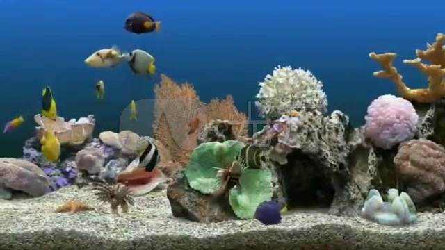 A1023水族馆动态壁纸_640X360_高清视频素
