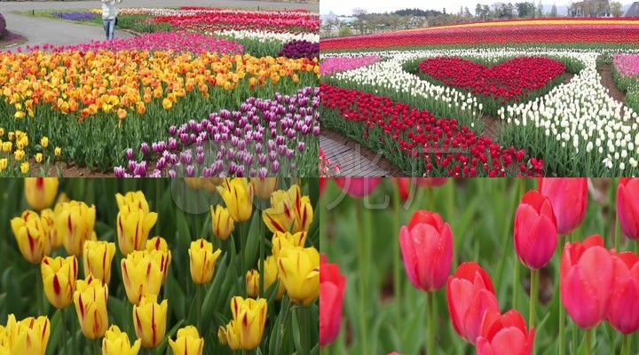 郁金香鲜花花园花朵花瓣种植园盛开9810