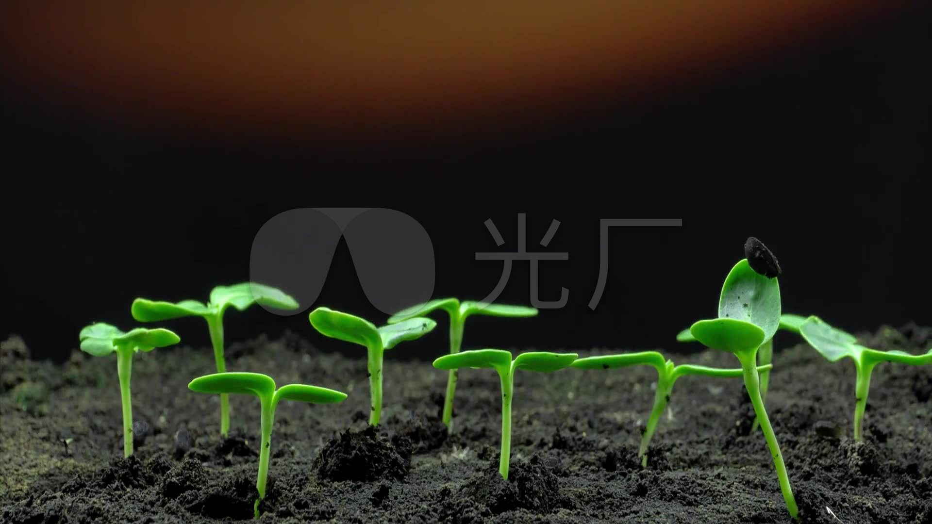 植物发芽万物生长_1920x1080_高清视频素材下载(编号
