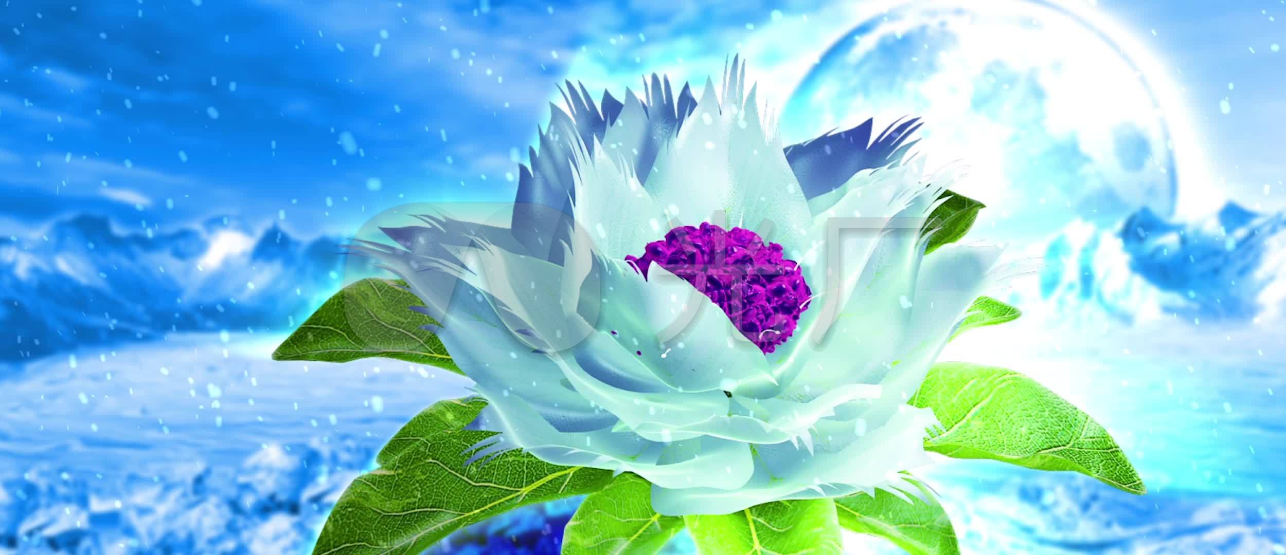 雪莲花 歌舞舞蹈视频素材