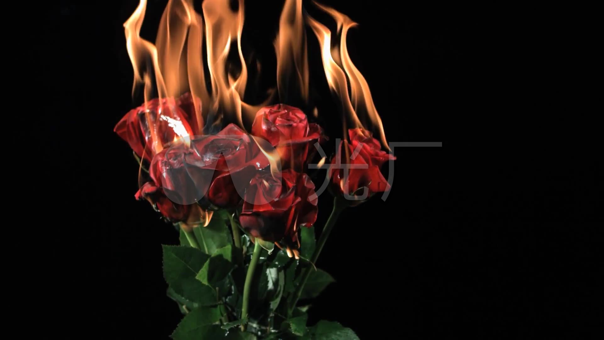 火焰玫瑰花图片素材-编号24973721-图行天下
