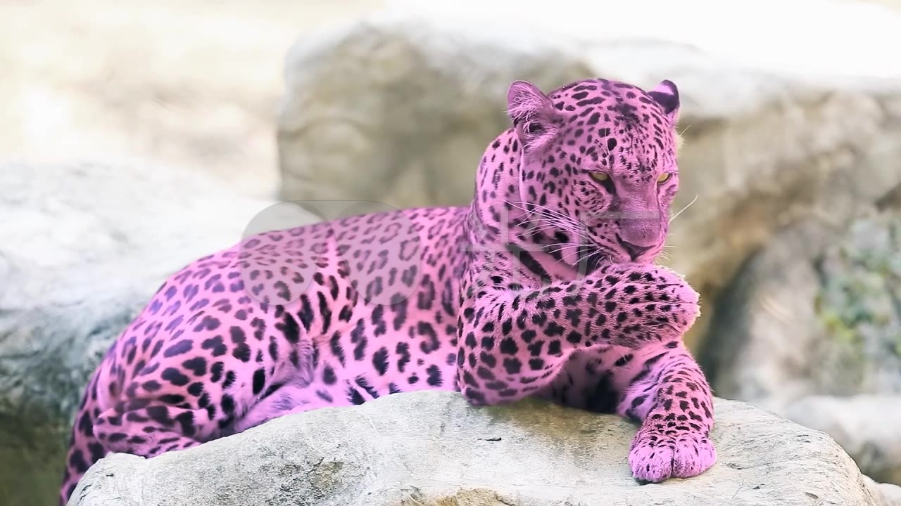 一只美丽可爱粉色豹子视频