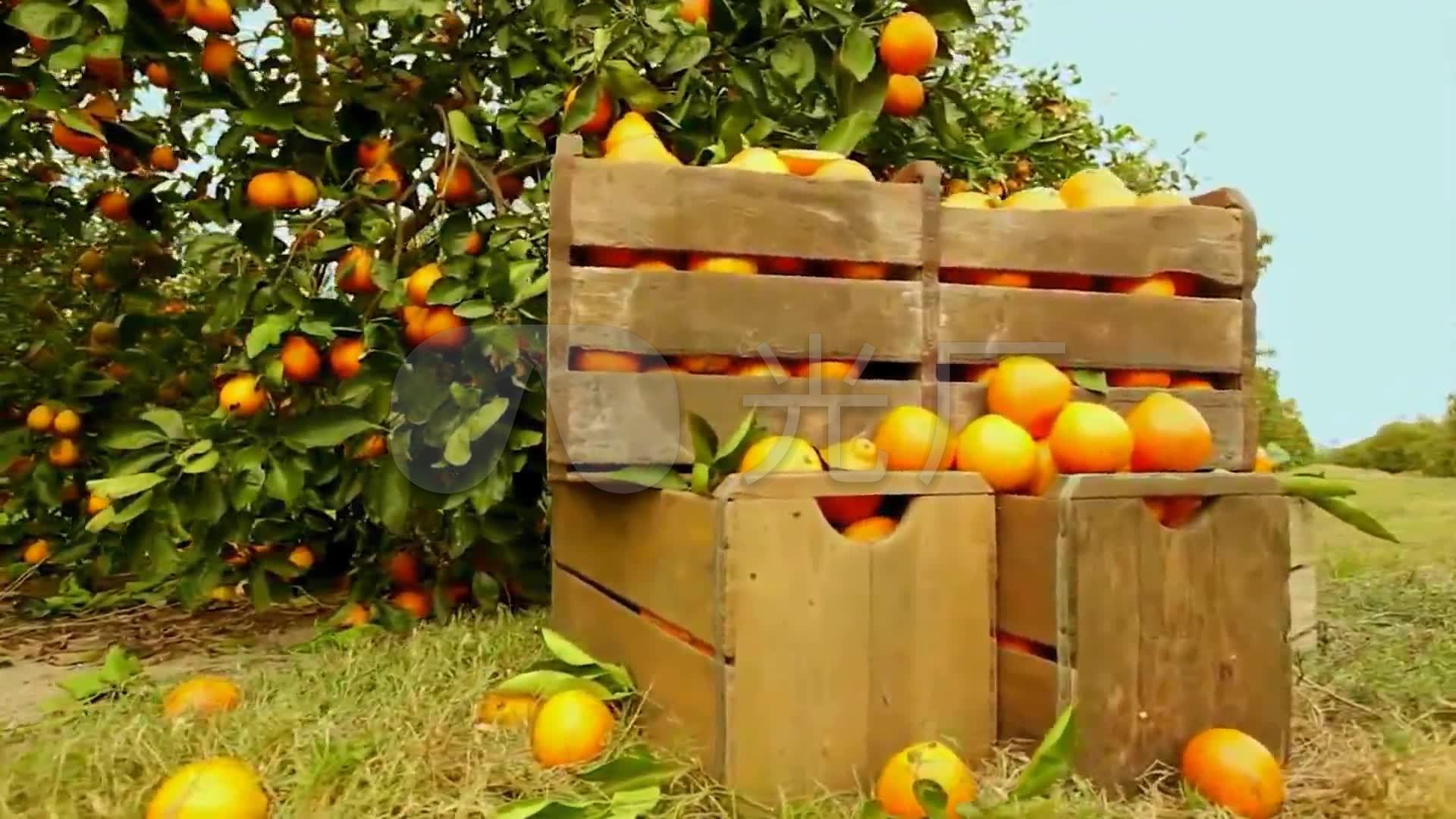 水果鲜橙种植果园高清