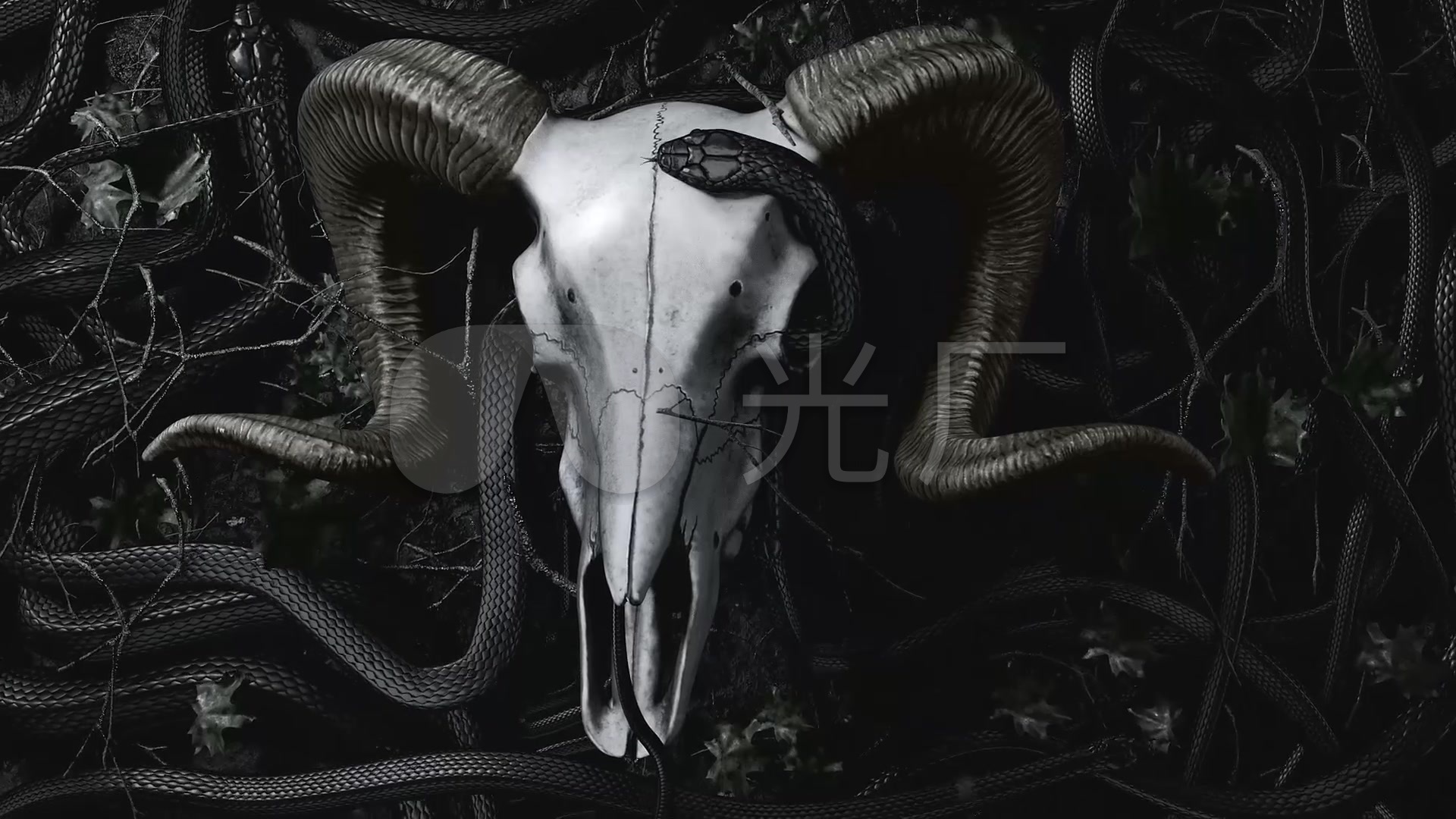 万圣节恐怖黑色蛇骷髅羊头_1920x1080_高清视频素材