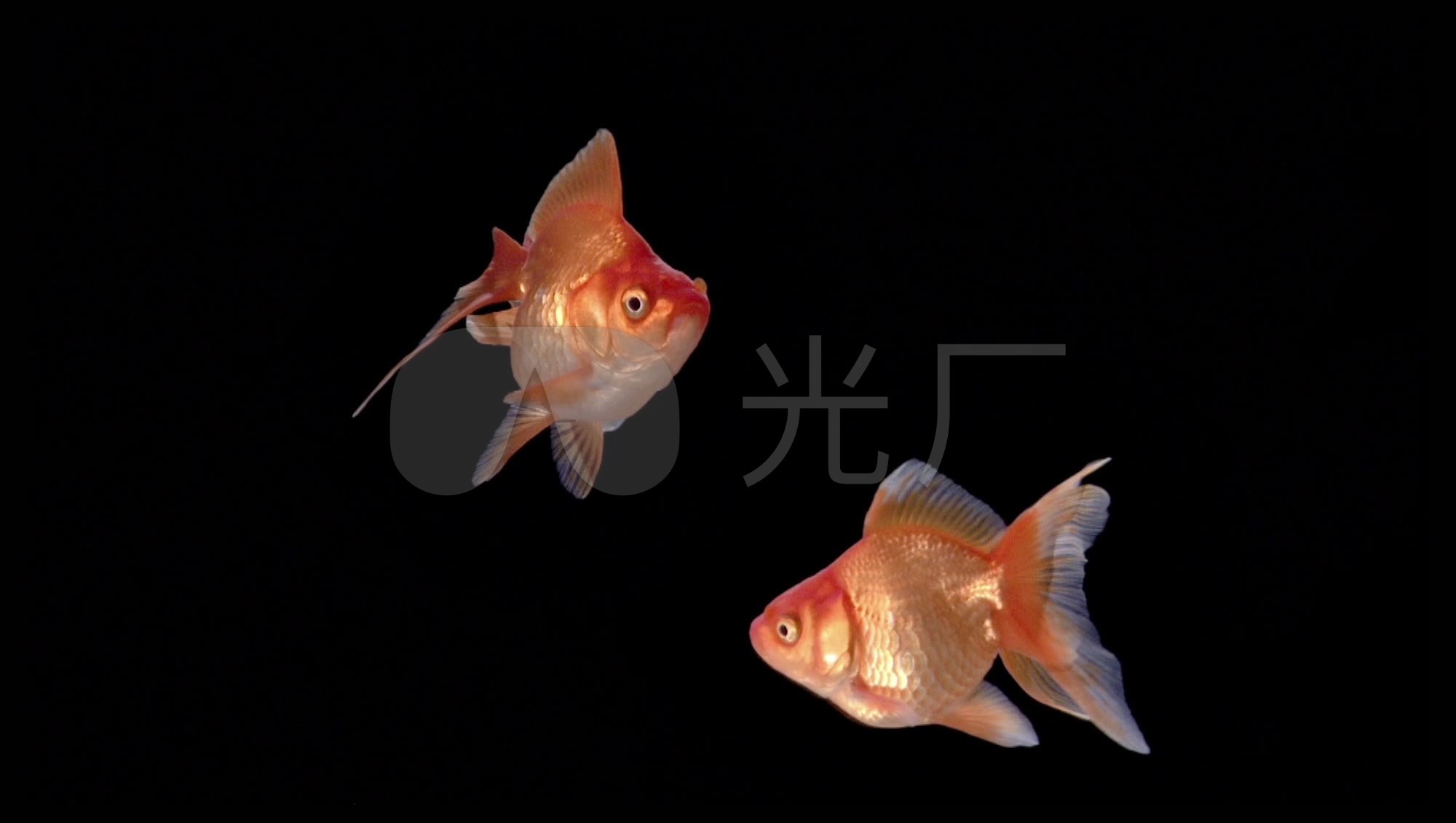 金鱼4k高清视频素材