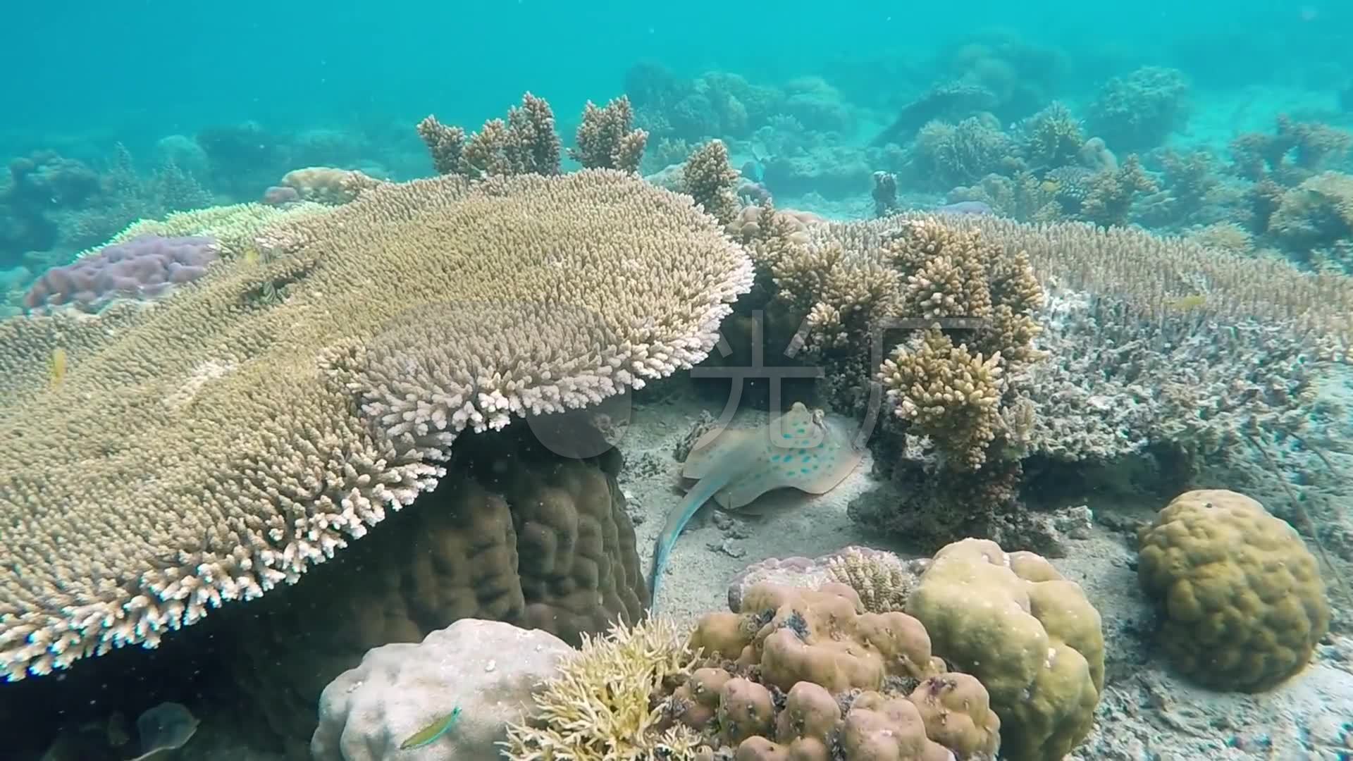 唯美深海珊瑚蝙蝠鱼远景近景海海底生物