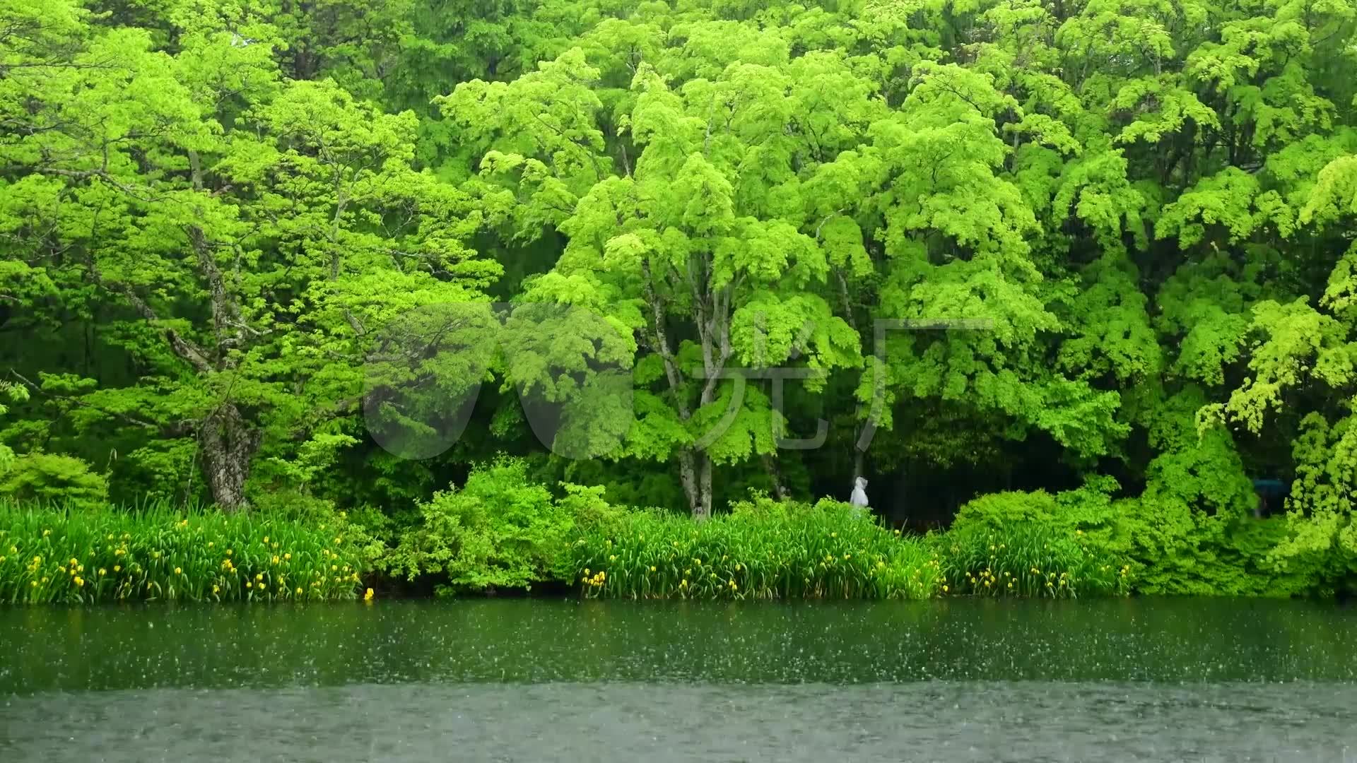 春天雨中绿色森林美景