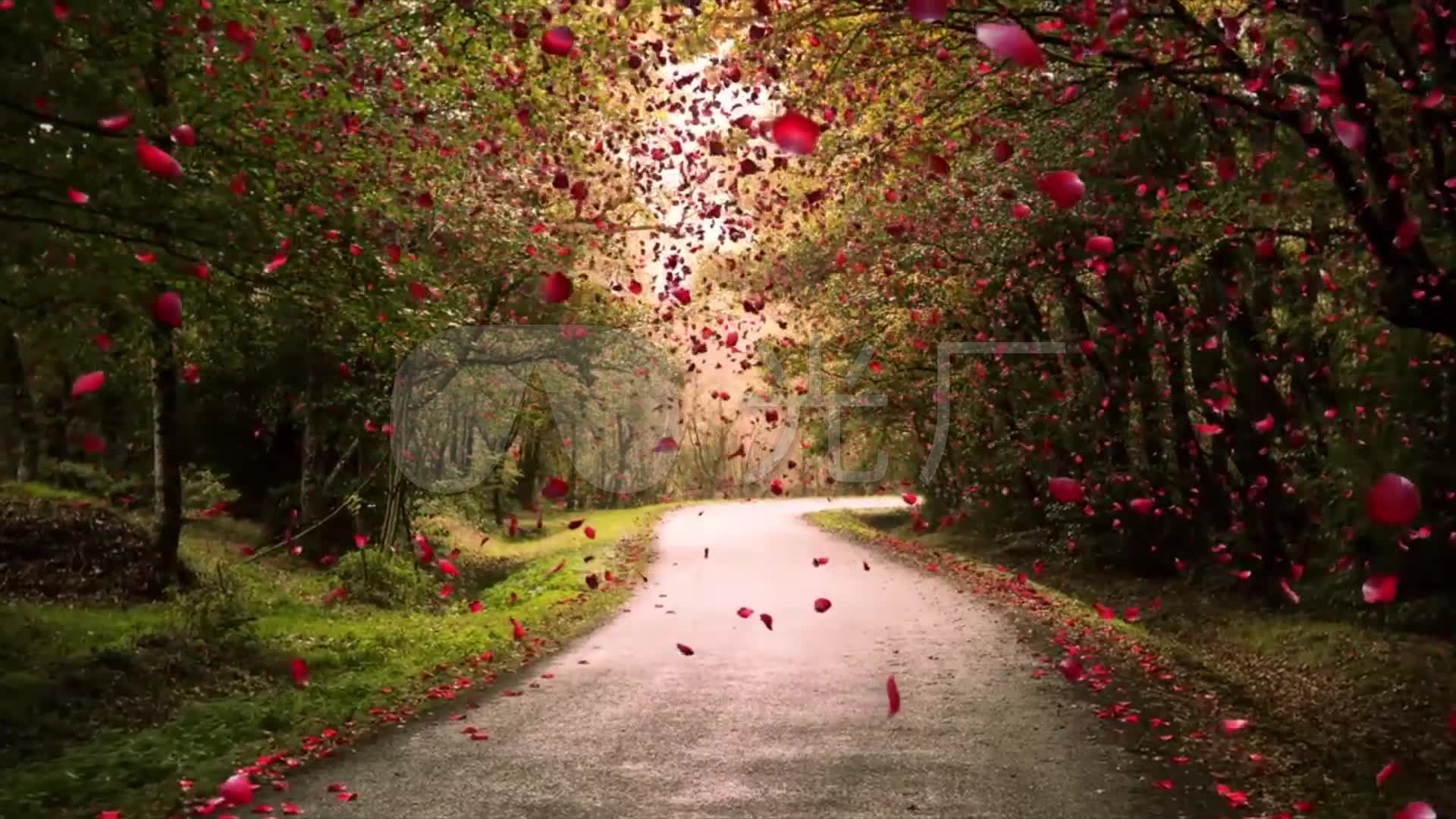 纷飞的玫瑰花瓣_1920x1080_高清视频素材下载(编号:)