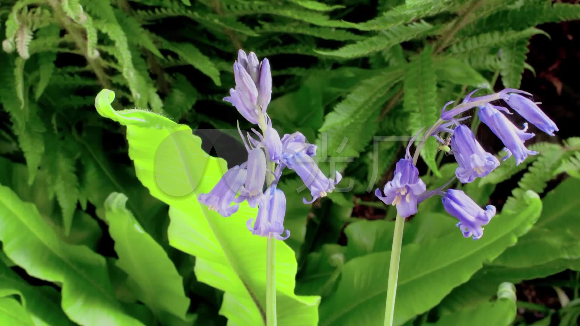 自然 植物 快速生长 风铃草 绿色