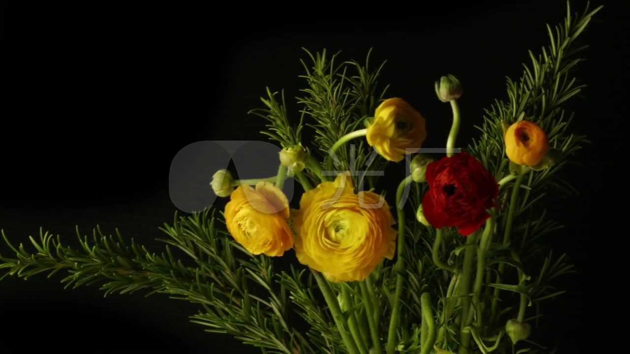 花开花谢洋牡丹_1280x720_高清视频素材下载(编号:)