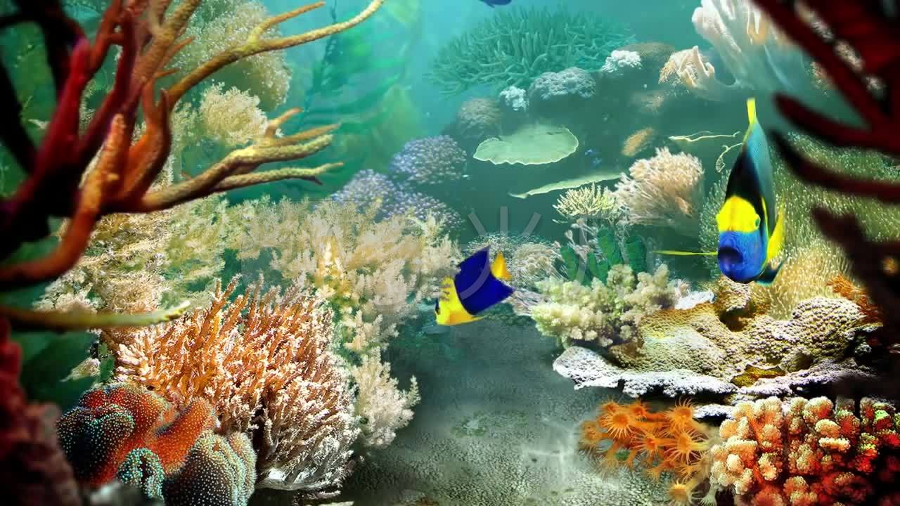 热带鱼3d屏保_1280x720_高清视频素材下载(编号:)__vj