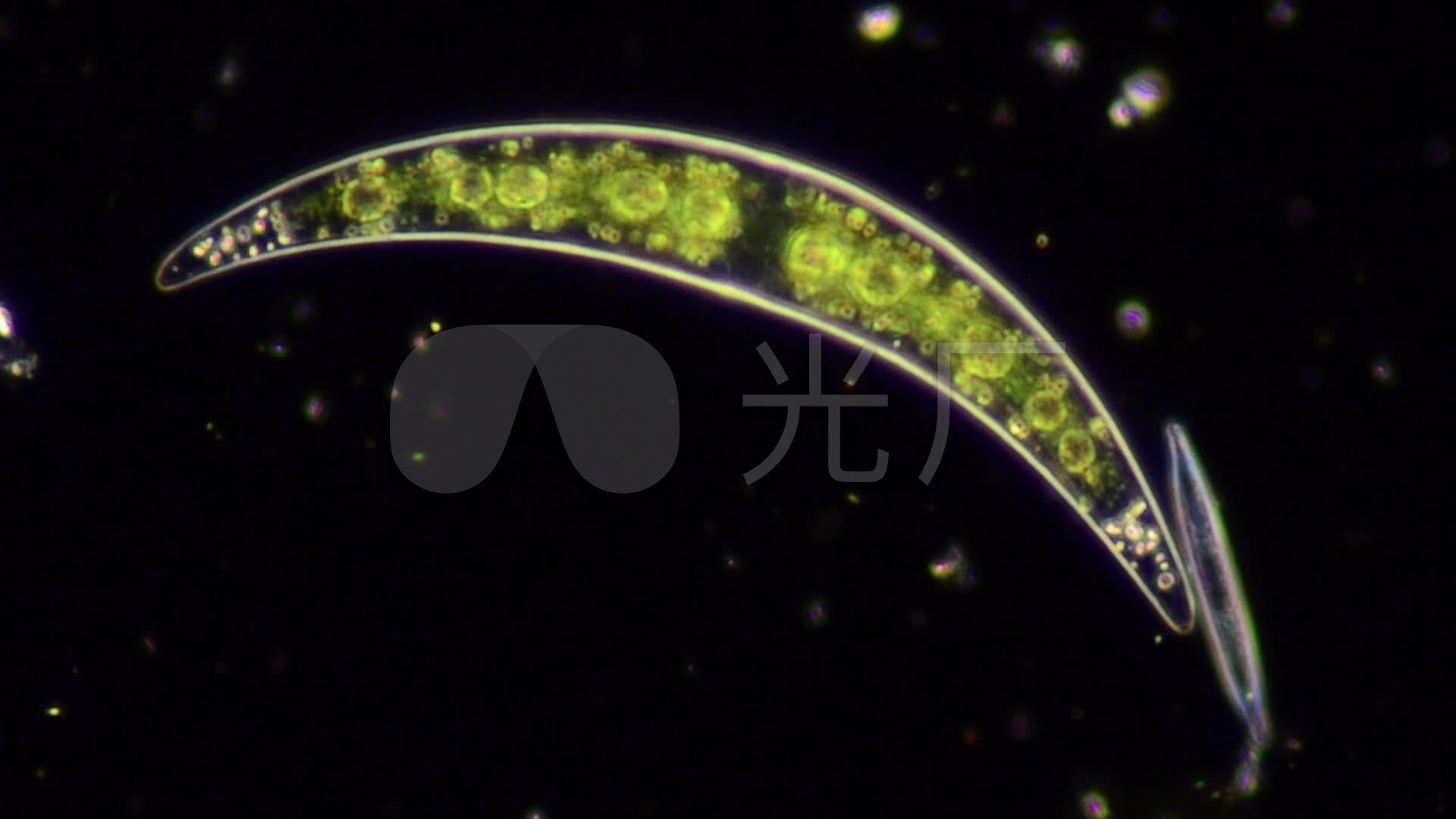 硅藻-植物体单细胞